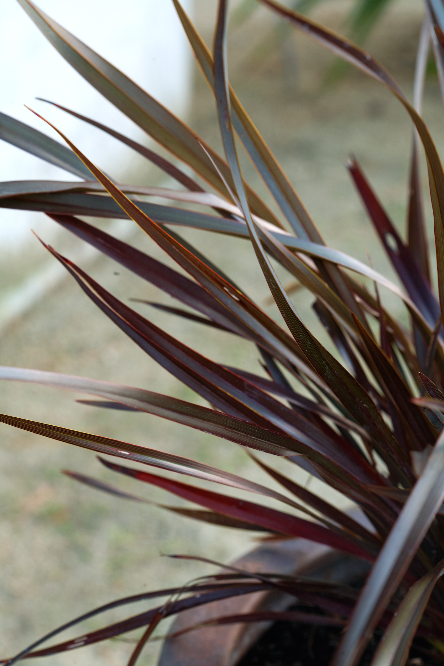 phormium-platts-black
