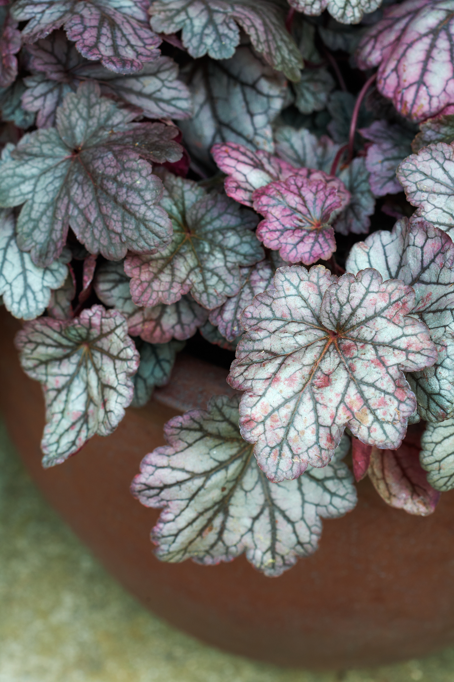 heuchera-sugar-plum
