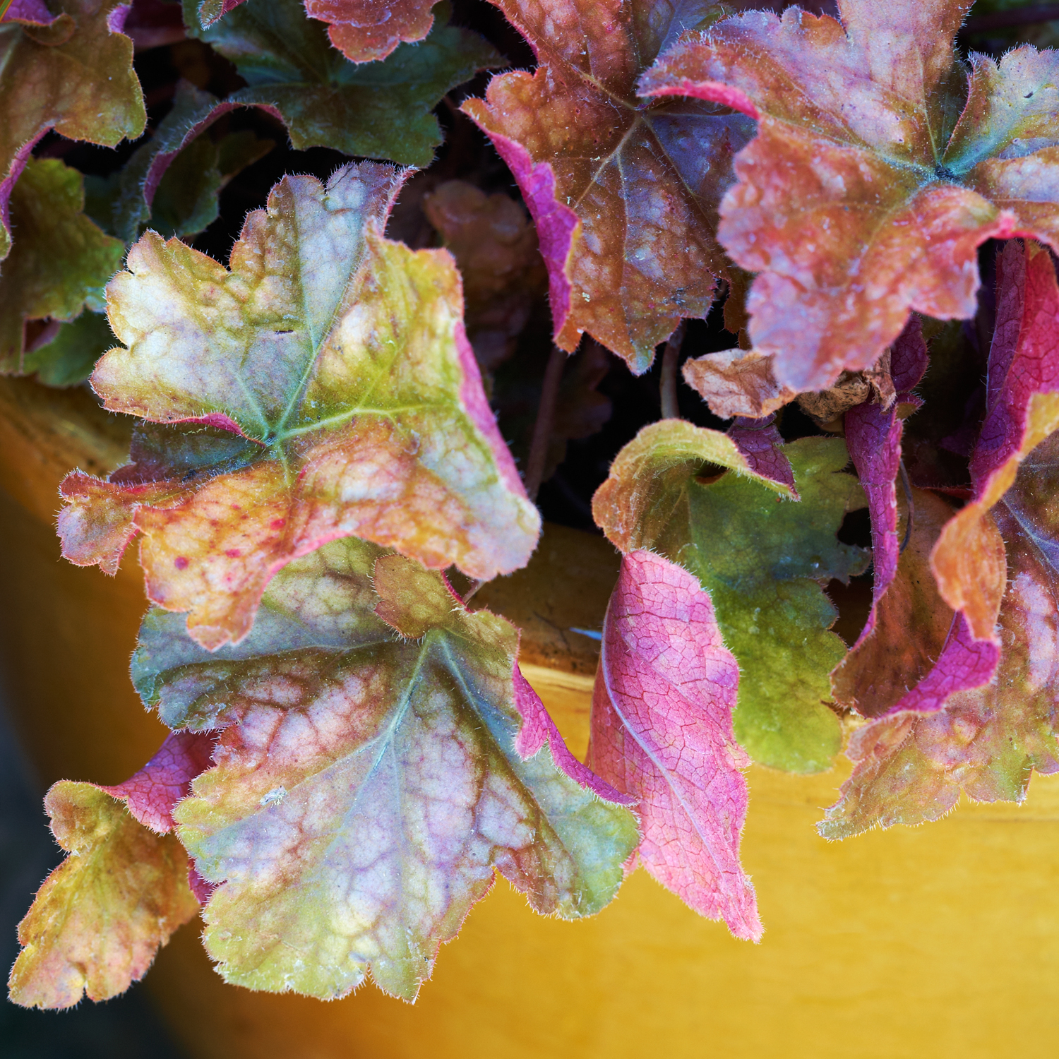 heuchera-creme-brulee