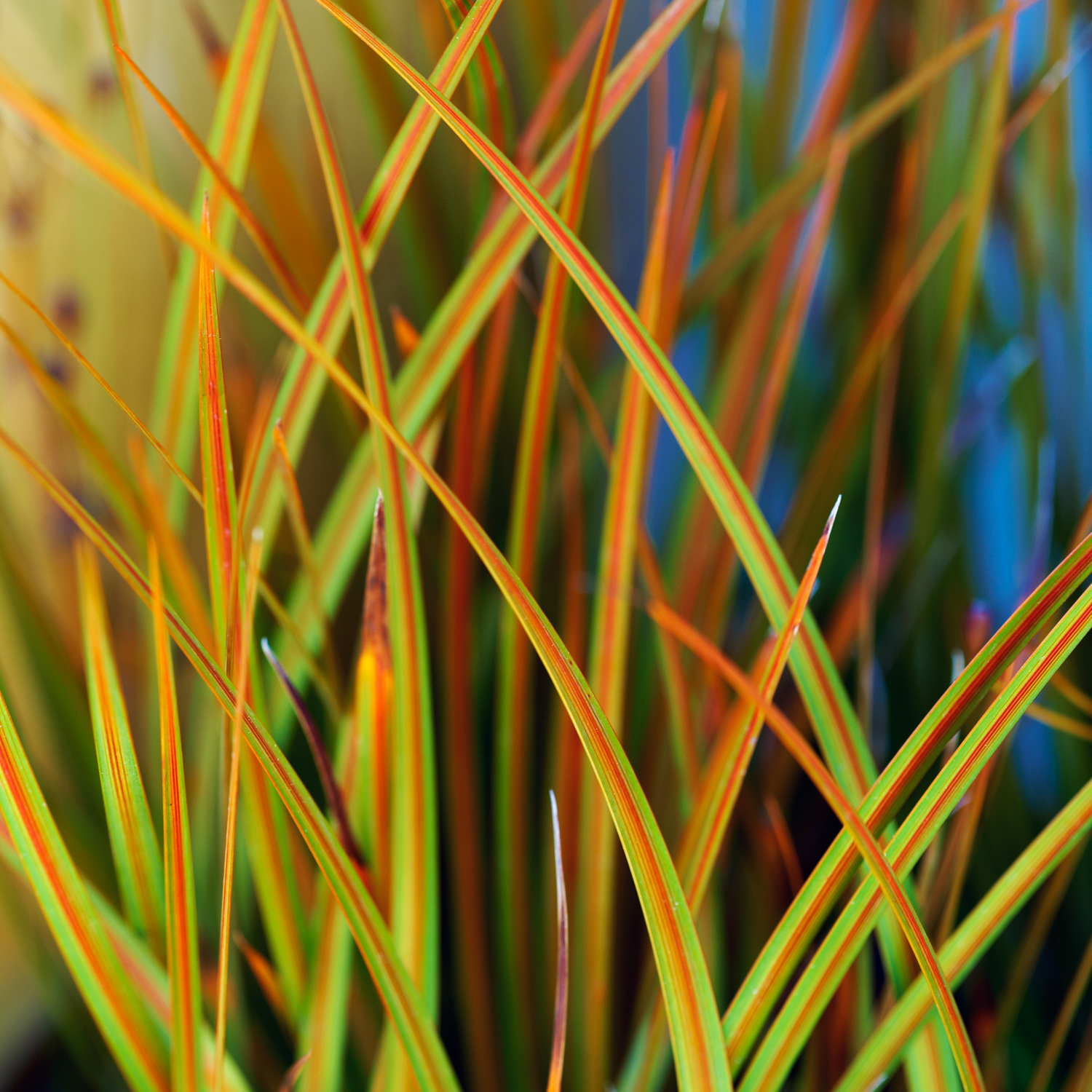 libertia-peregrinans