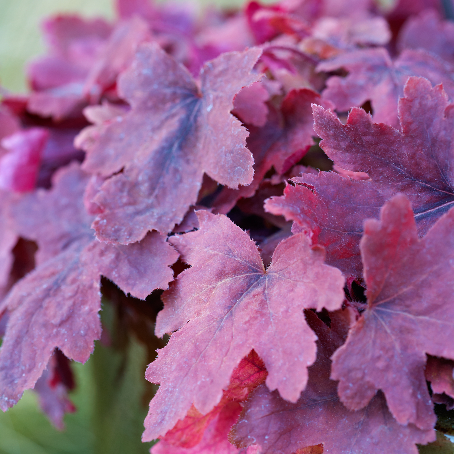 heucherella-sweet-tea