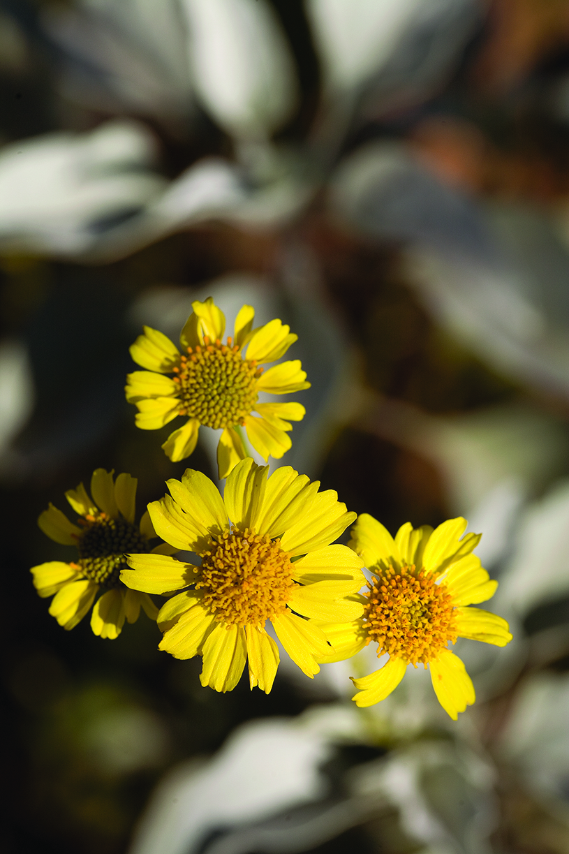 Southwest natives to plant
