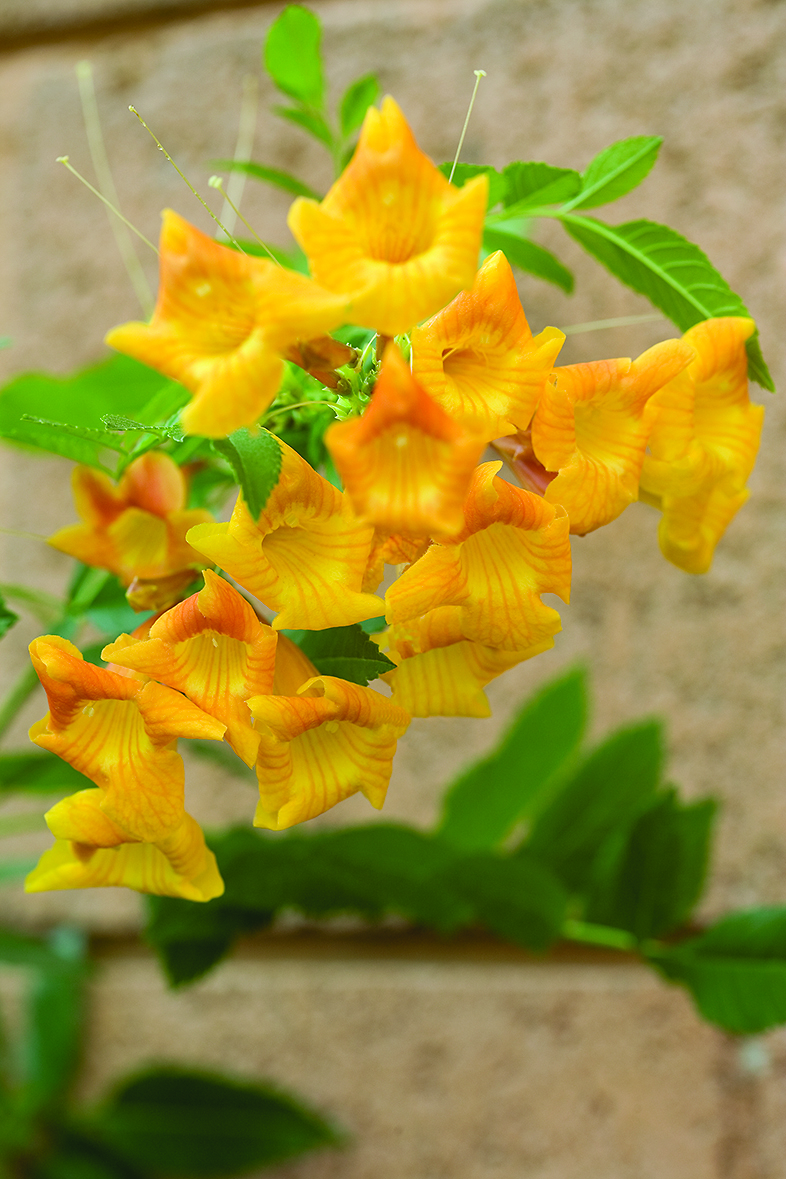 yellow-bells
