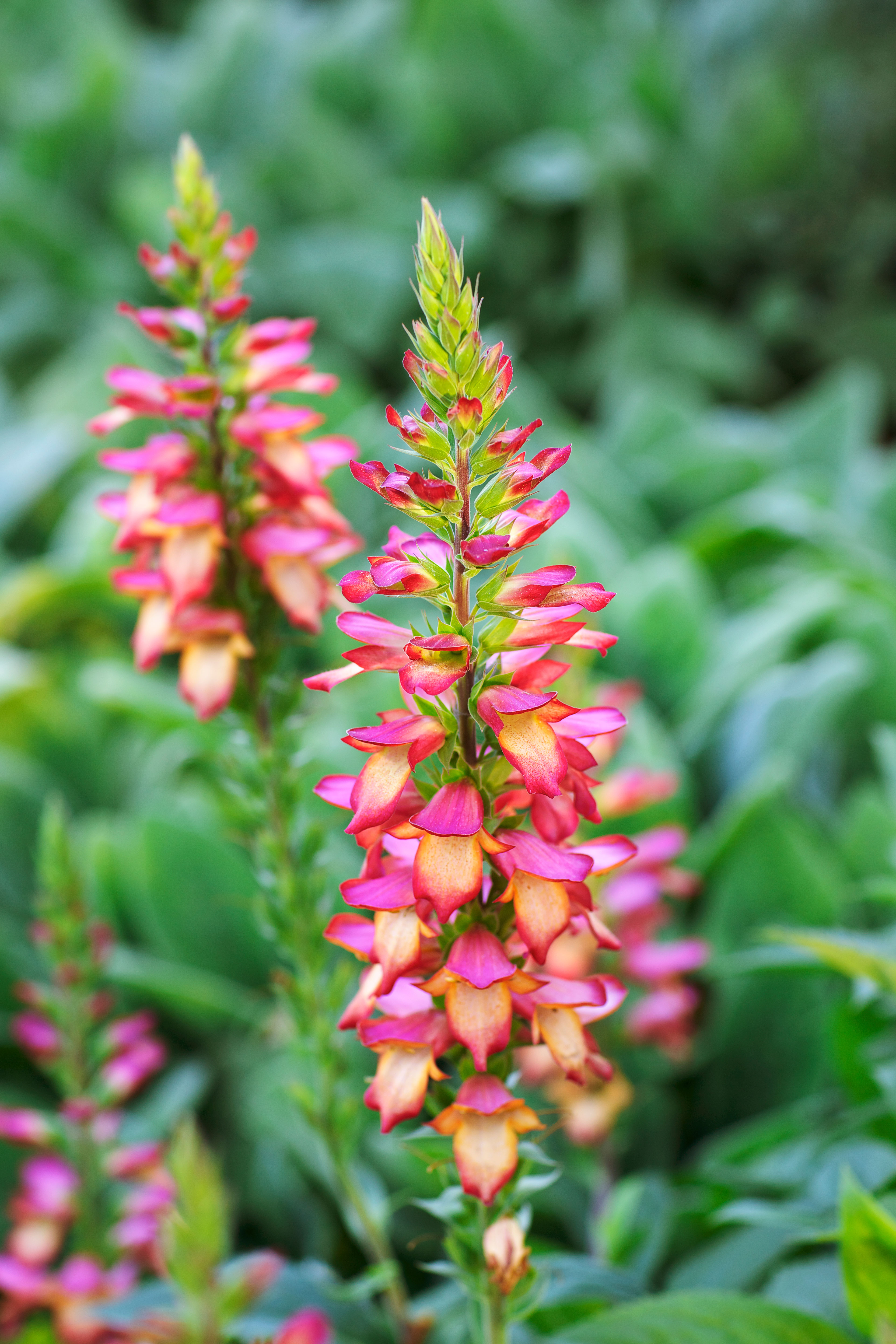 digiplexis-illumination-flame