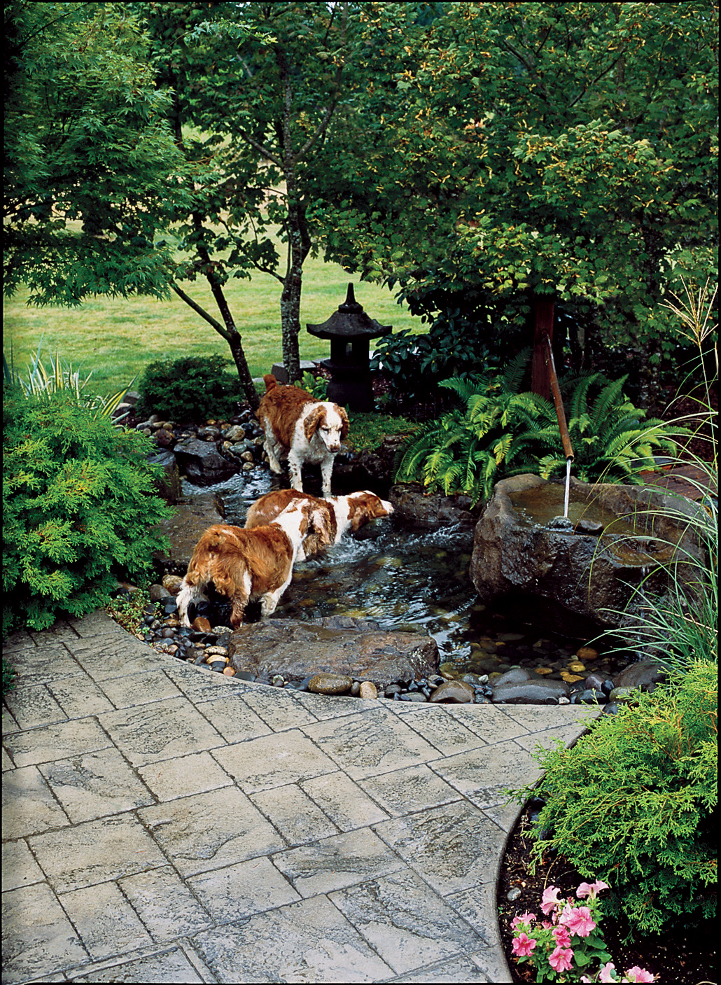 Backyard Ideas for Dogs - Sunset - Sunset Magazine