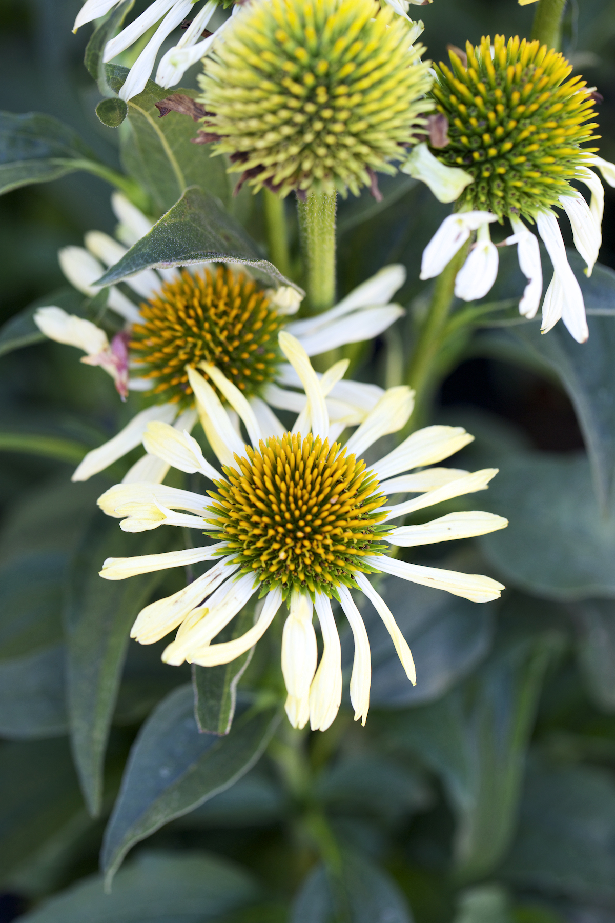 echinacea-aloha-coneflower