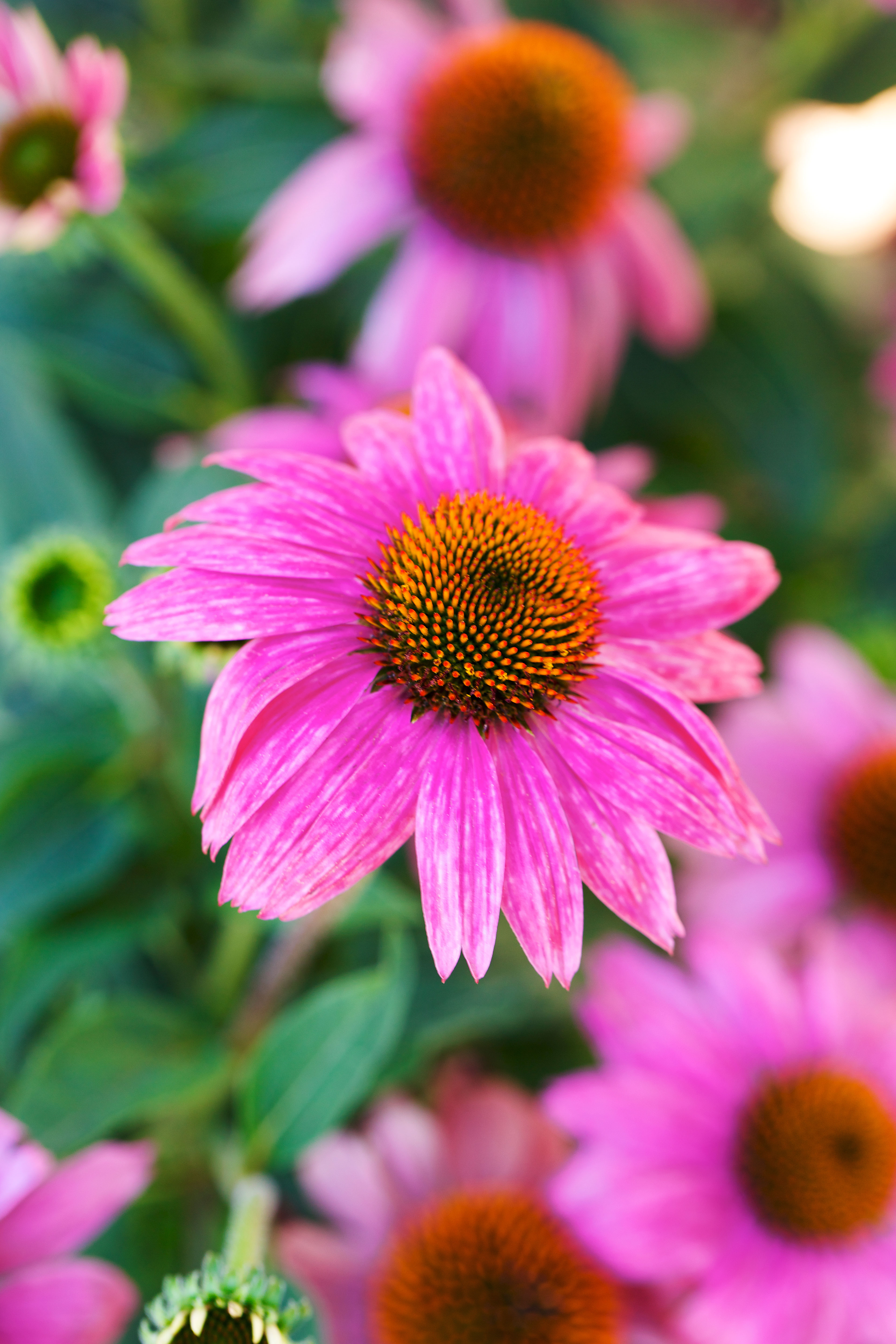 echinacea-powwow-wild-berry-coneflower