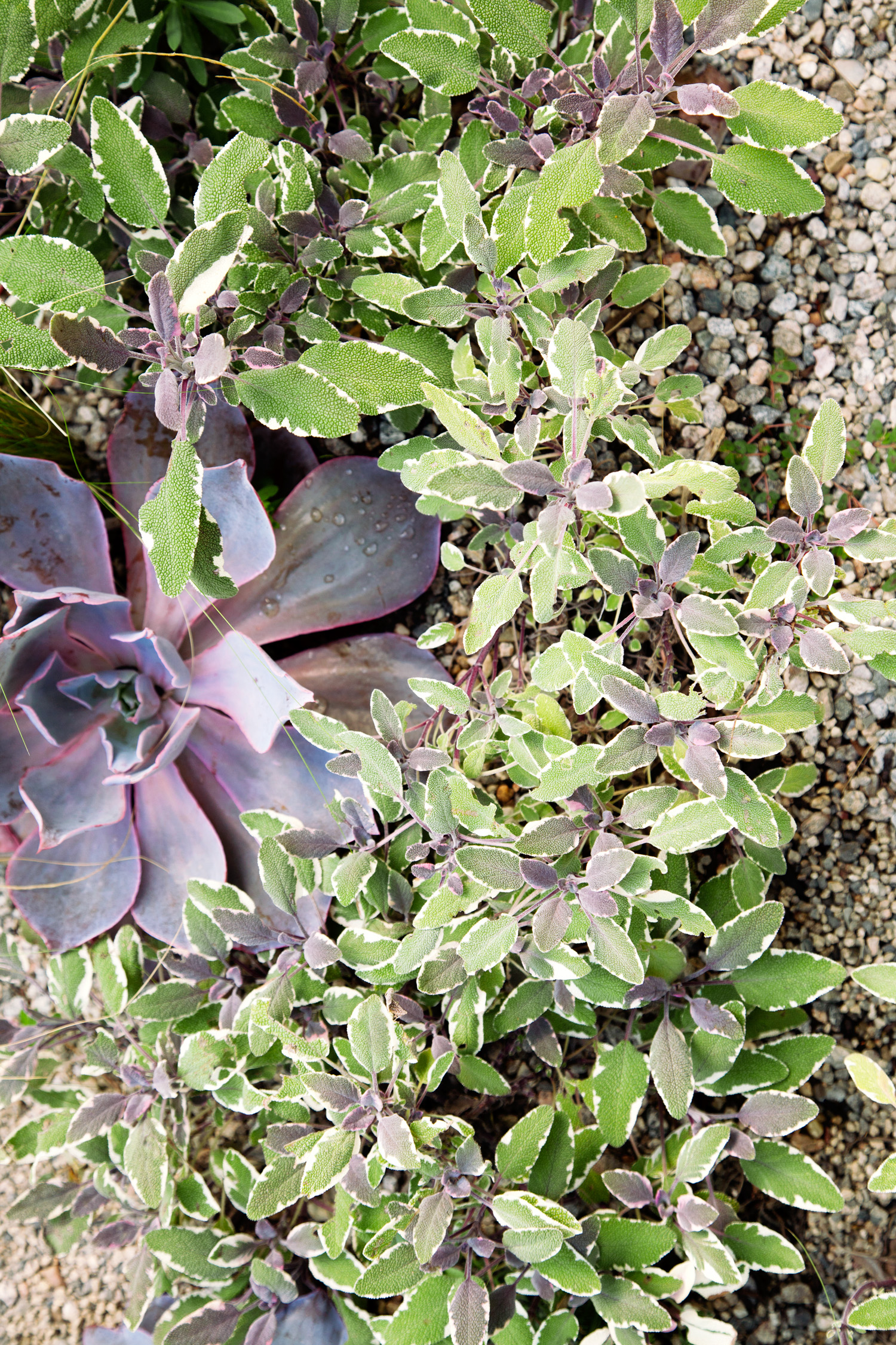 sage-succulents