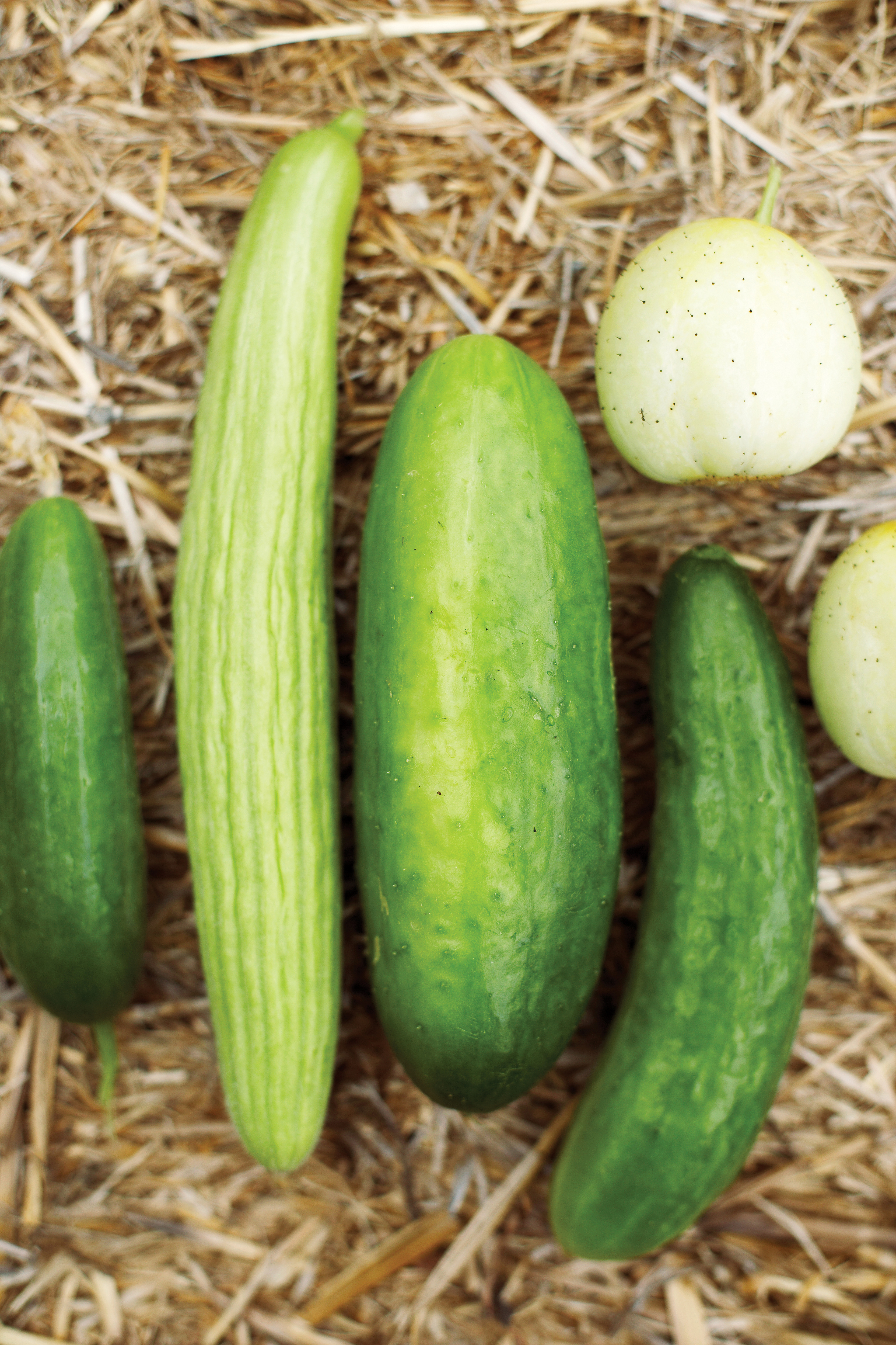 Cucumbers