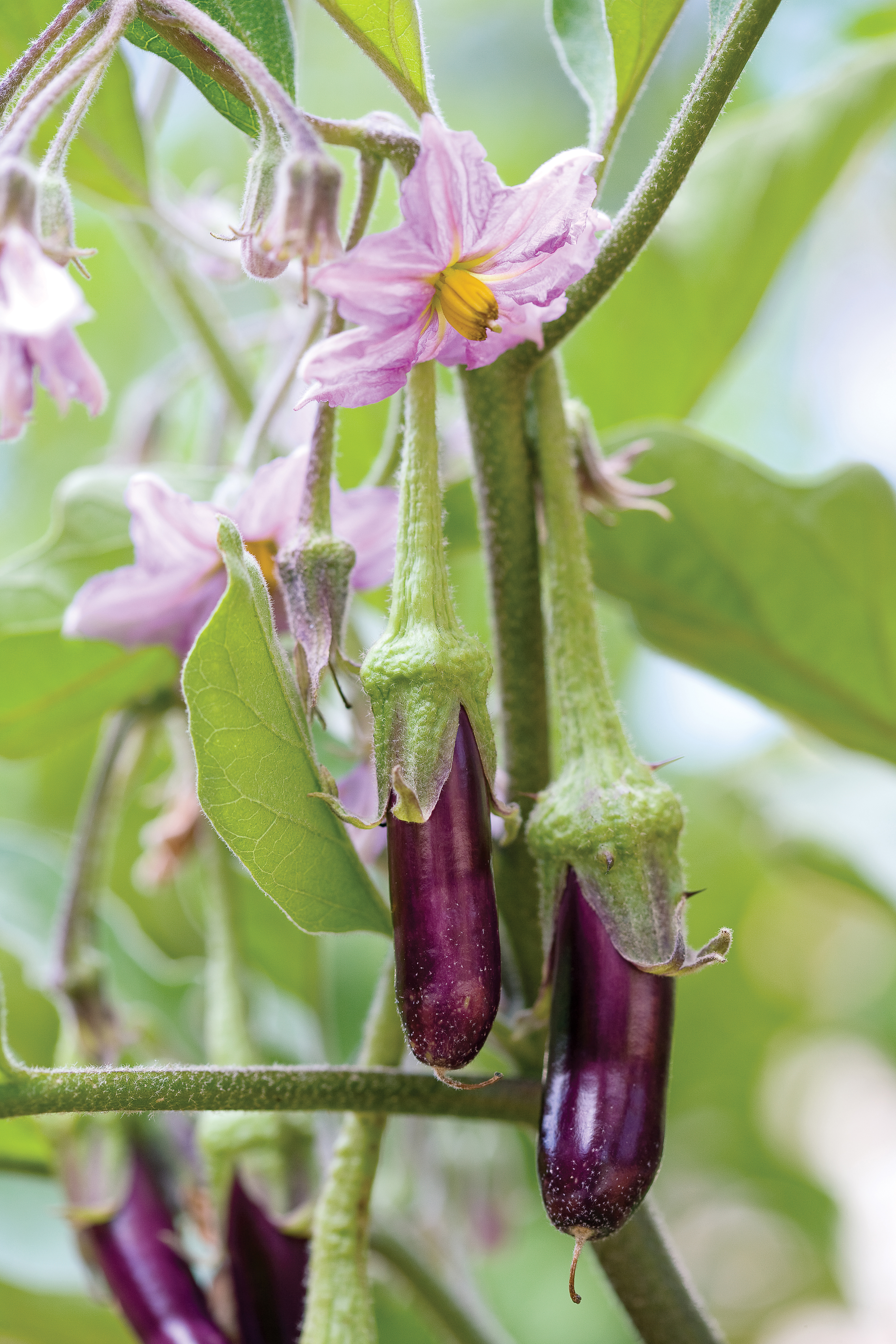 Eggplants