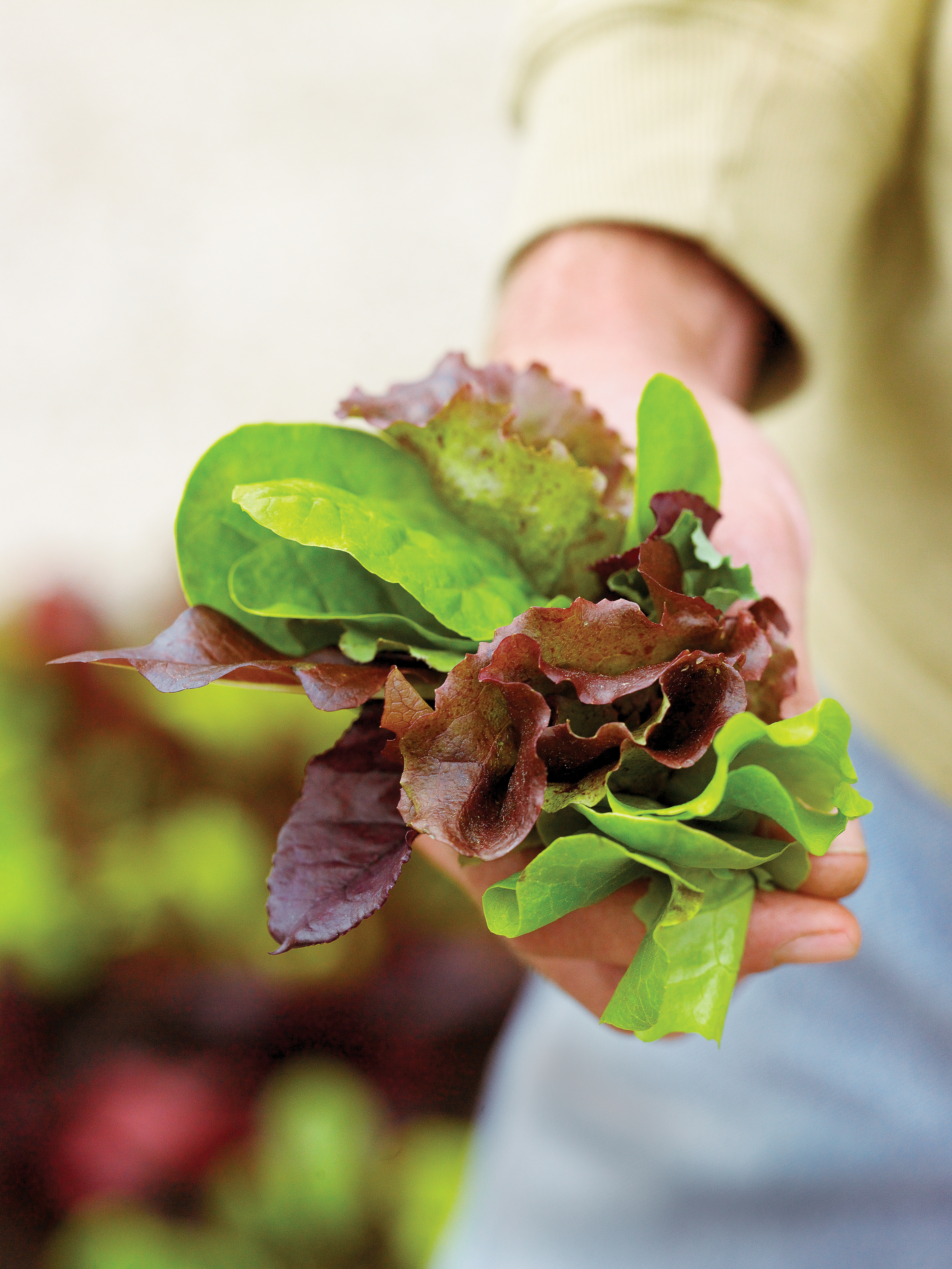 Leaf lettuce