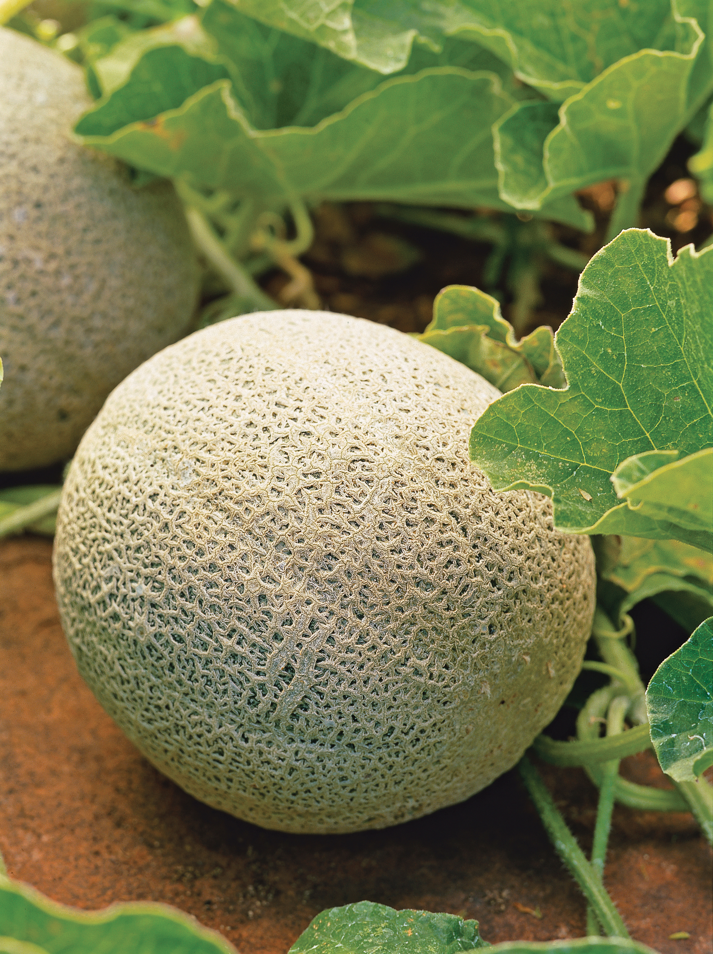 Muskmelon