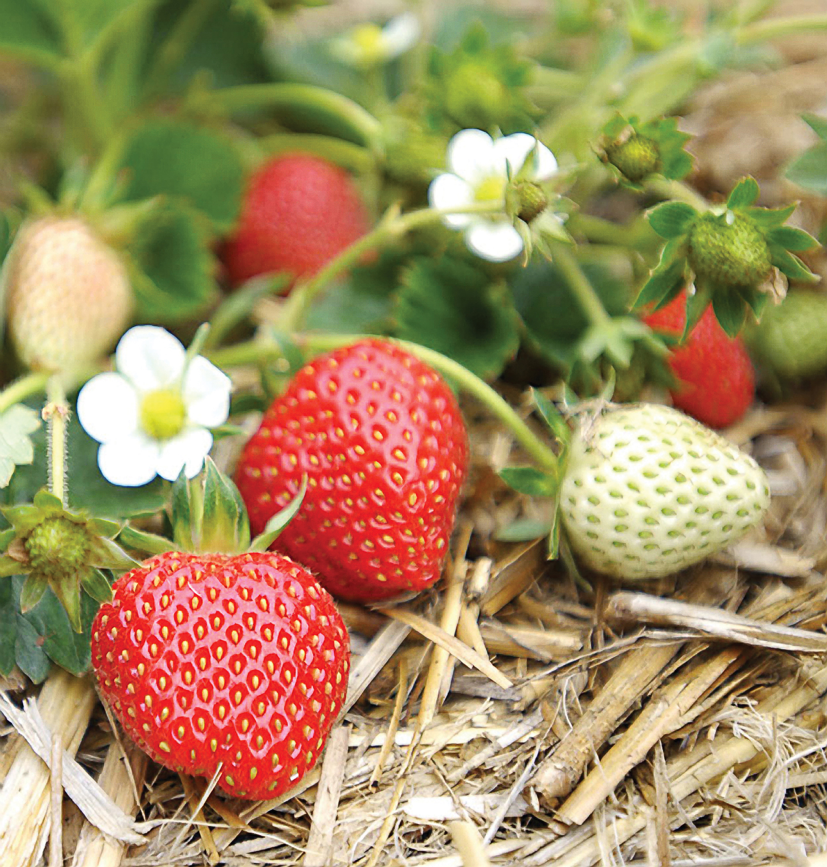 Strawberries