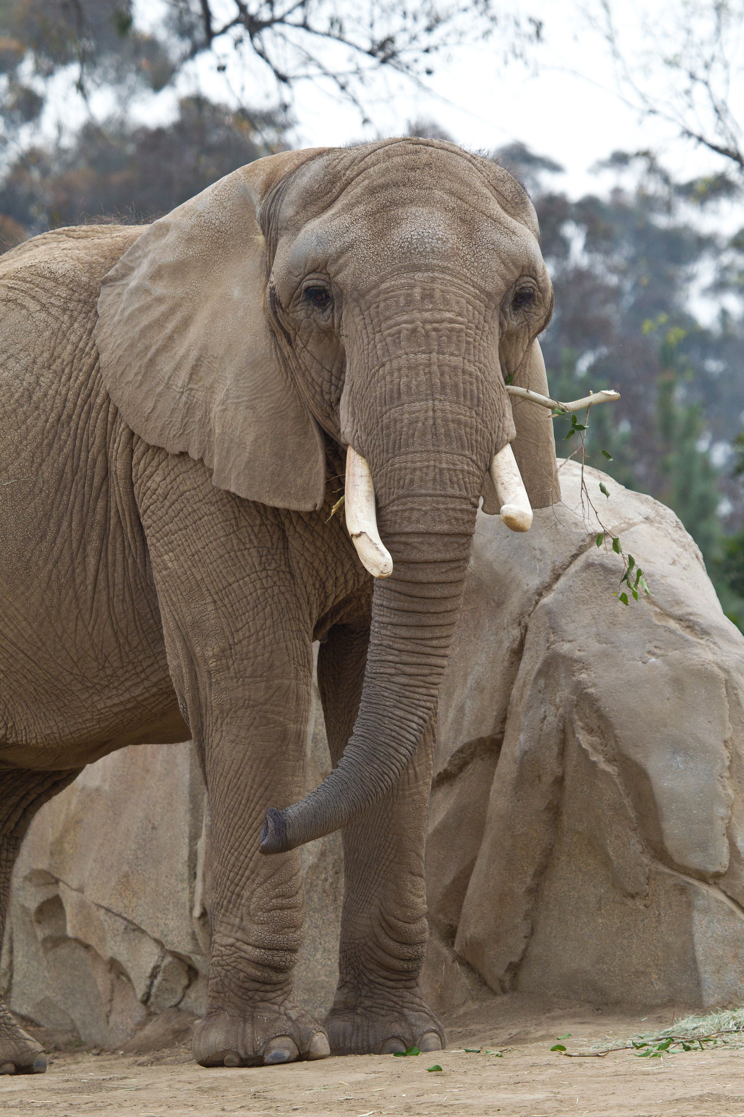 Insider Guide to the San Diego Zoo - Sunset Magazine