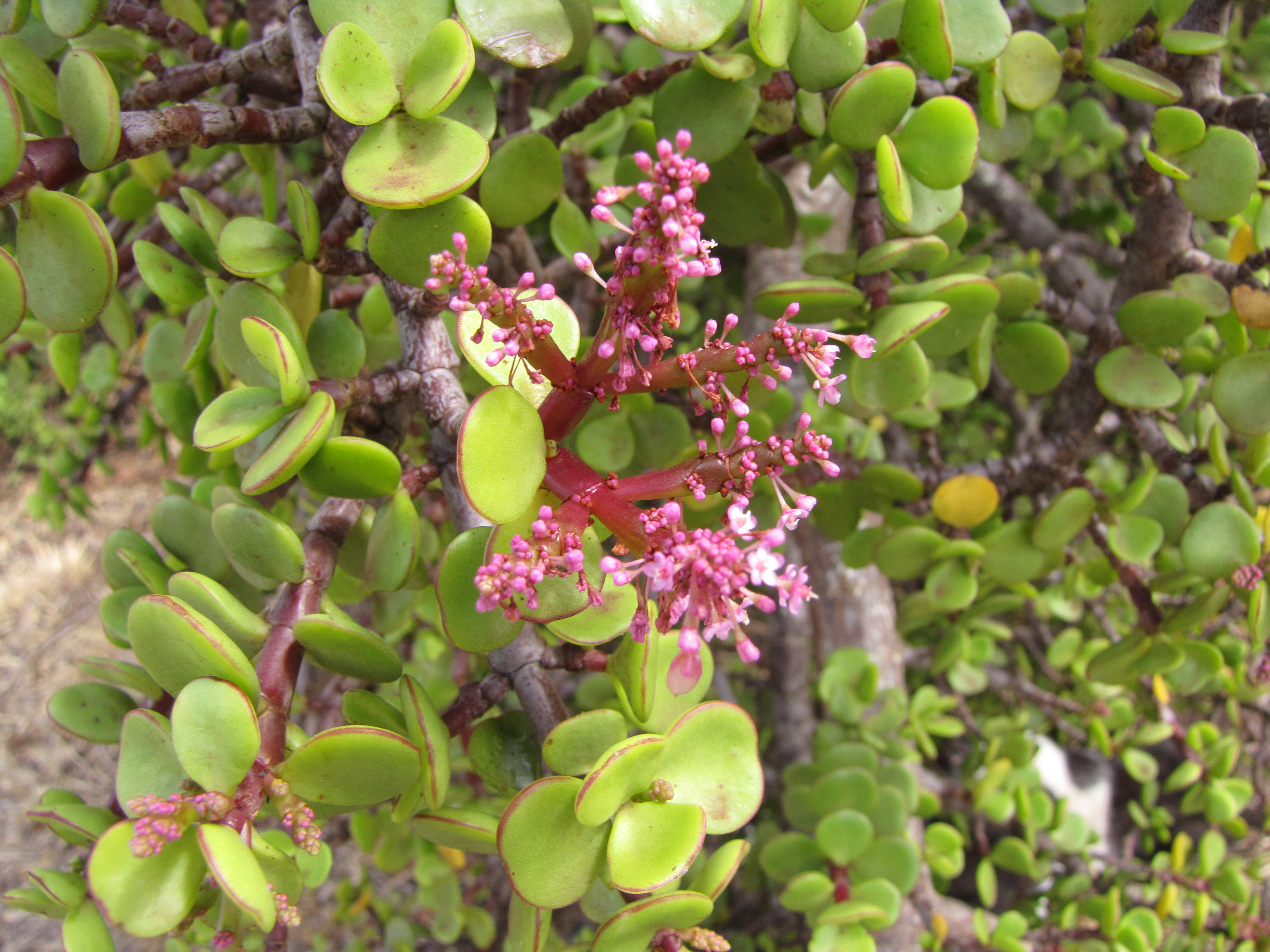 elephants-food-portulacaria-afra