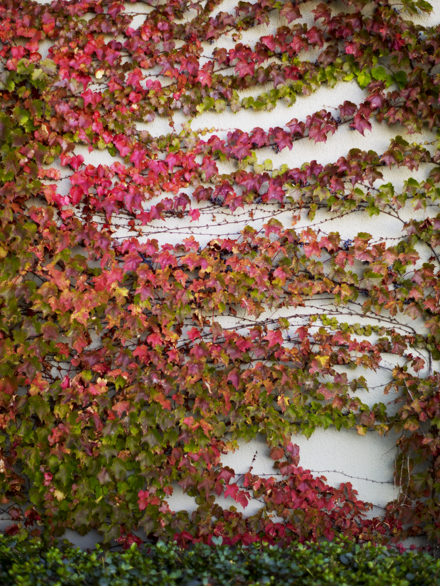 how-to-maximize-a-small-garden