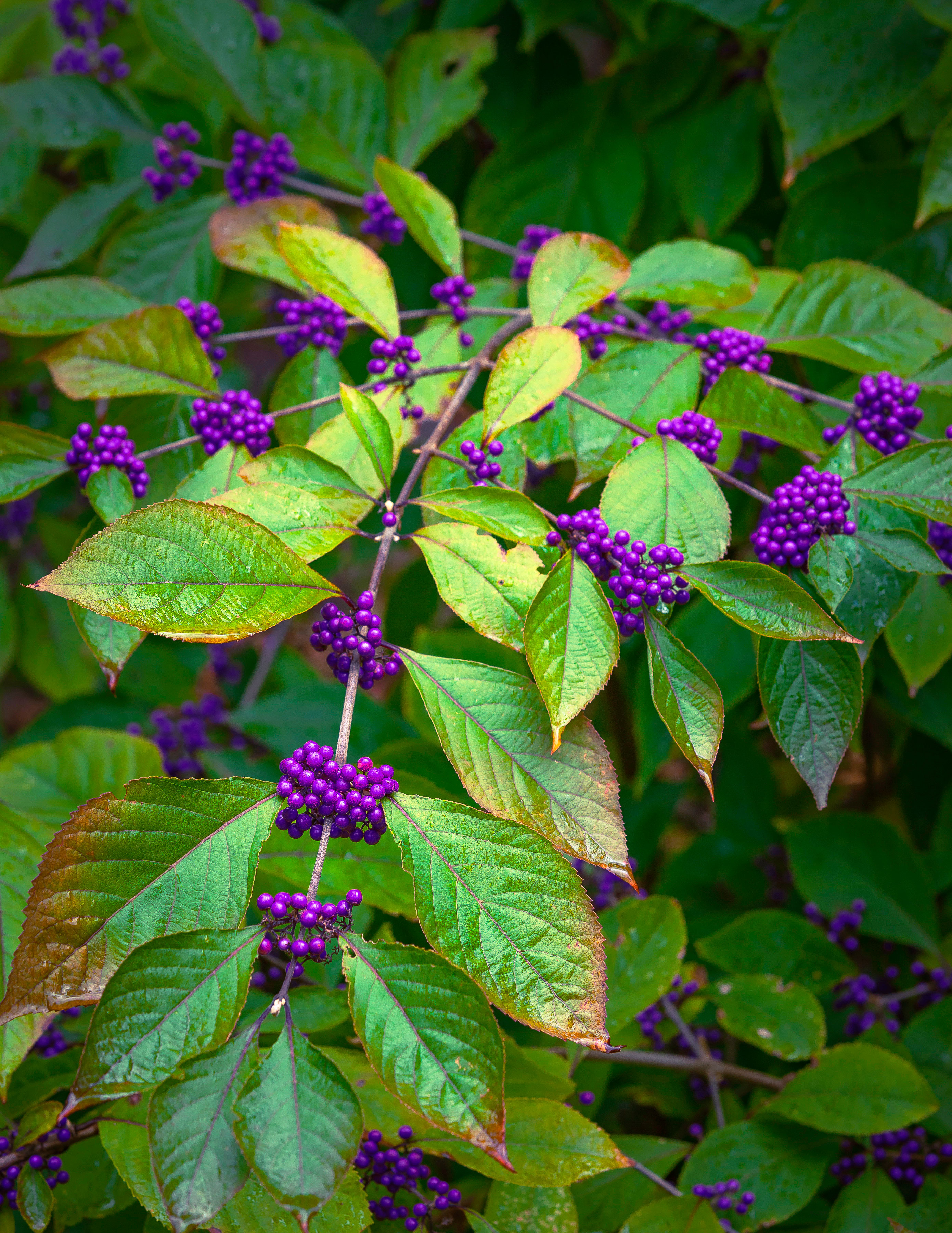 grow-berry-producing-plants