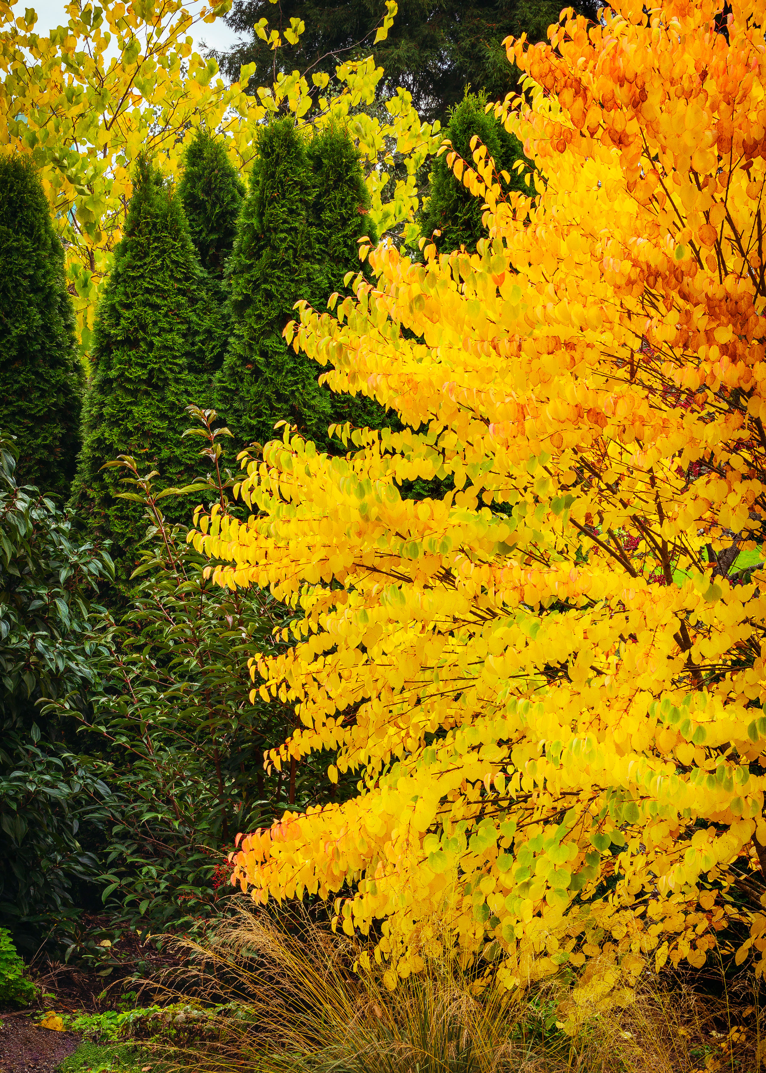 give-color-a-backdrop