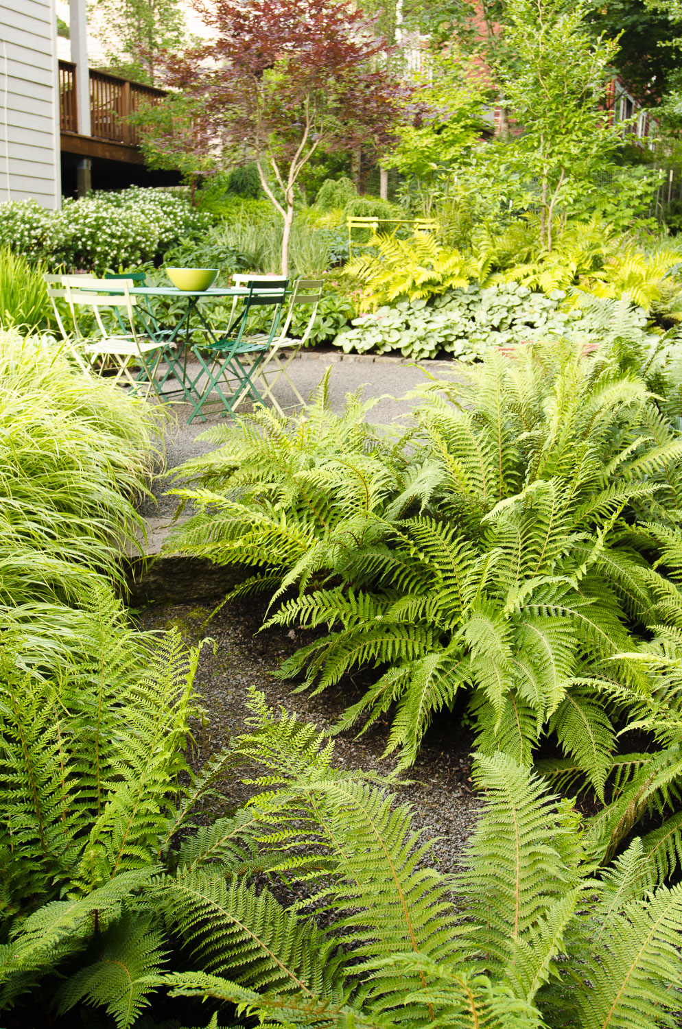 pathway-of-ferns