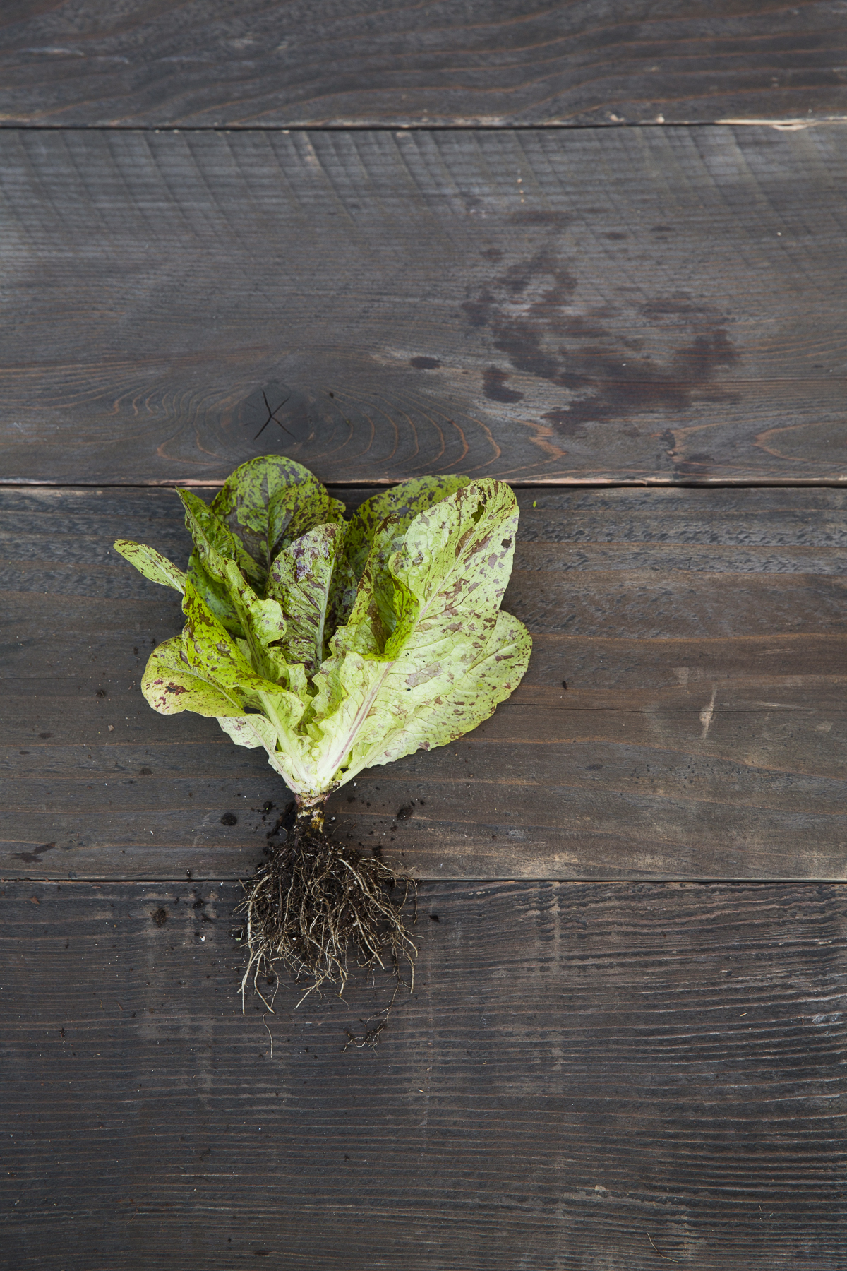 flashy-trout-back-romaine