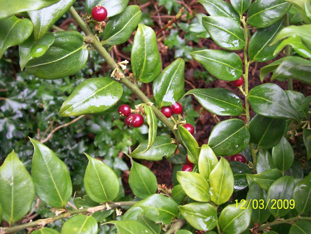 fragrant-sweet-box-sarcococca-ruscifolia