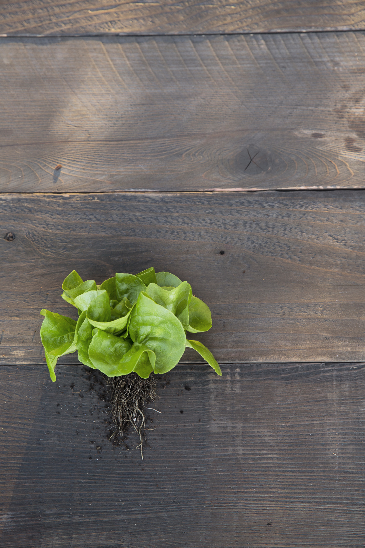 garden-babies-butterhead