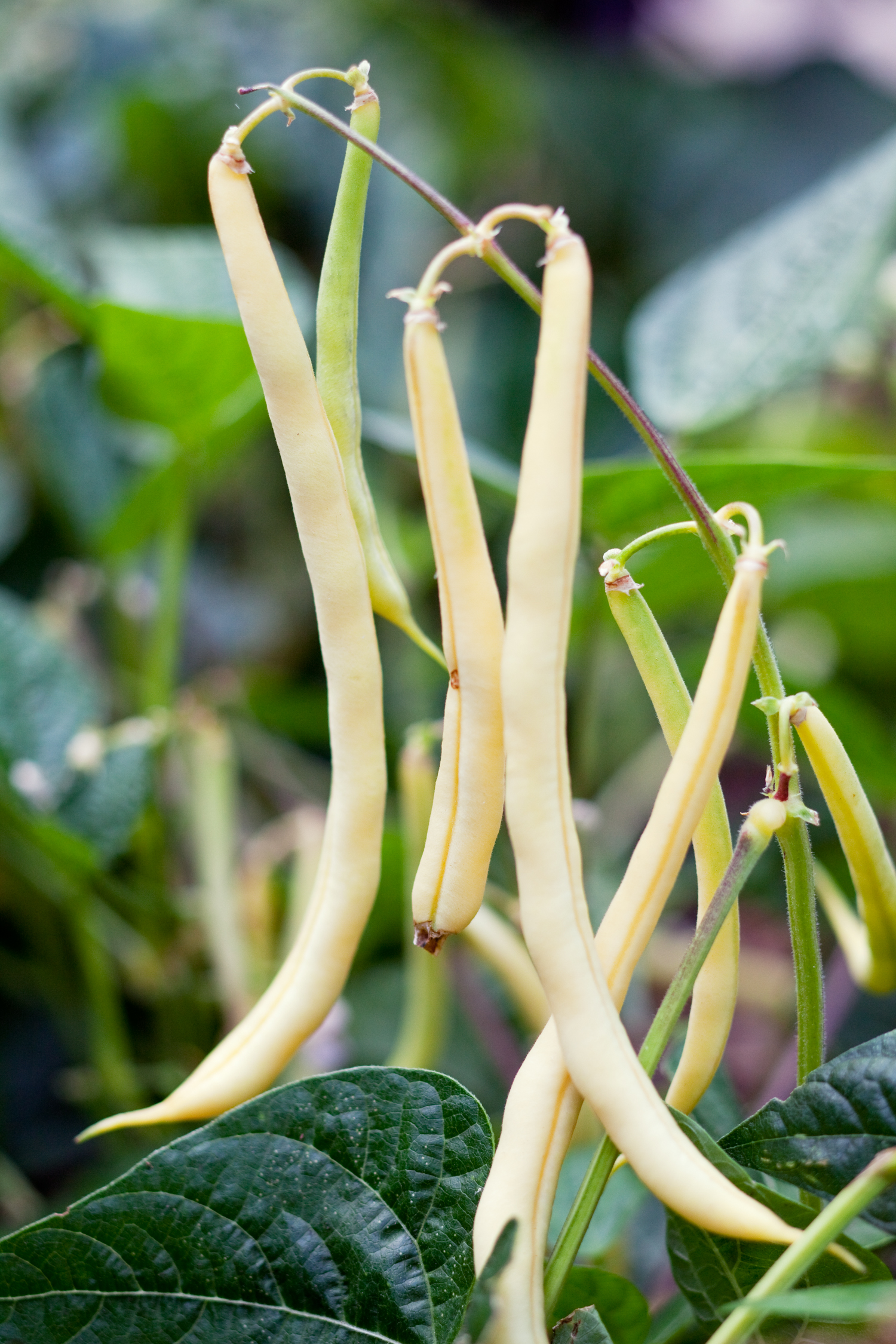 edible-border-plants-beans