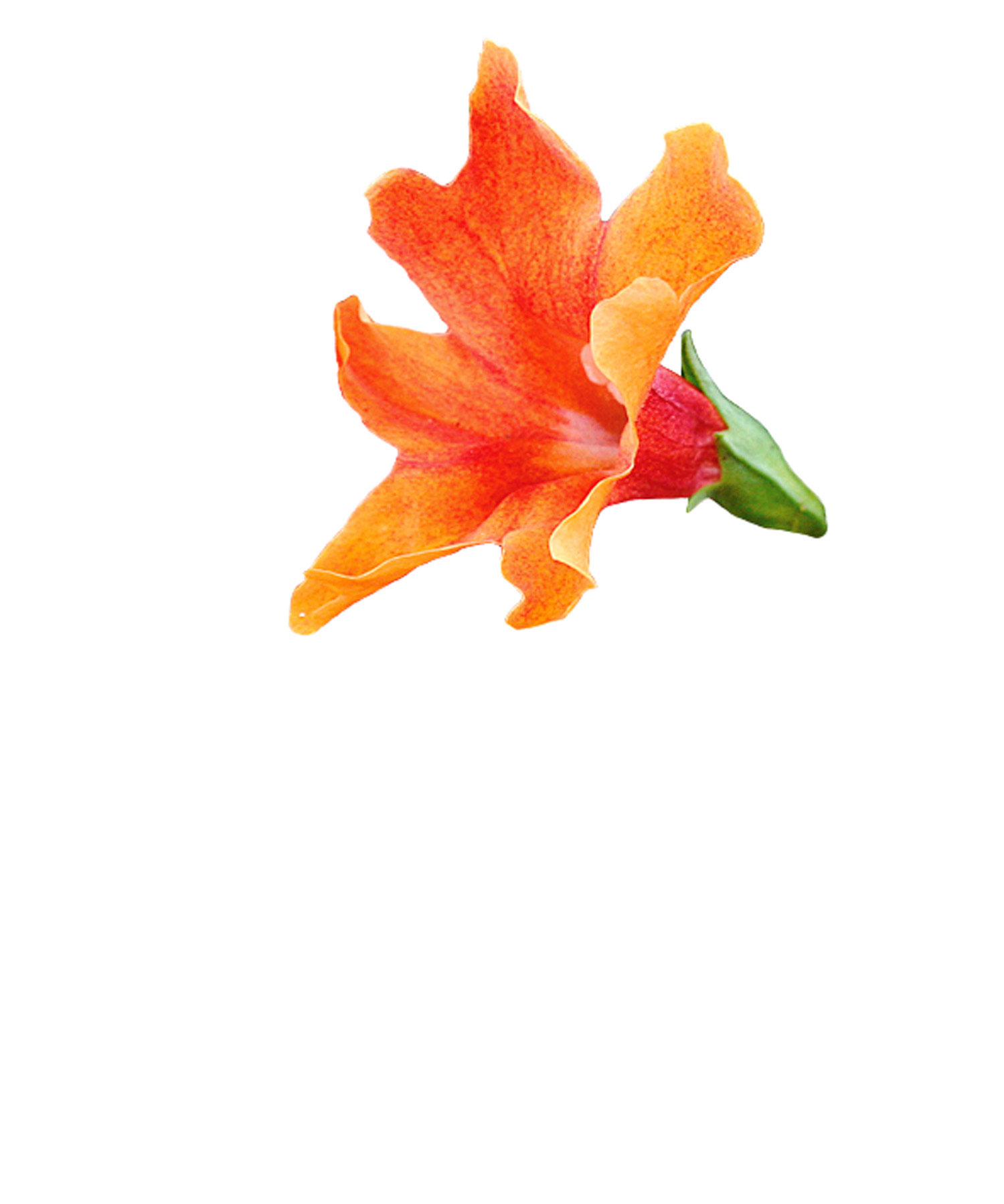 wildflowers-to-brake-for