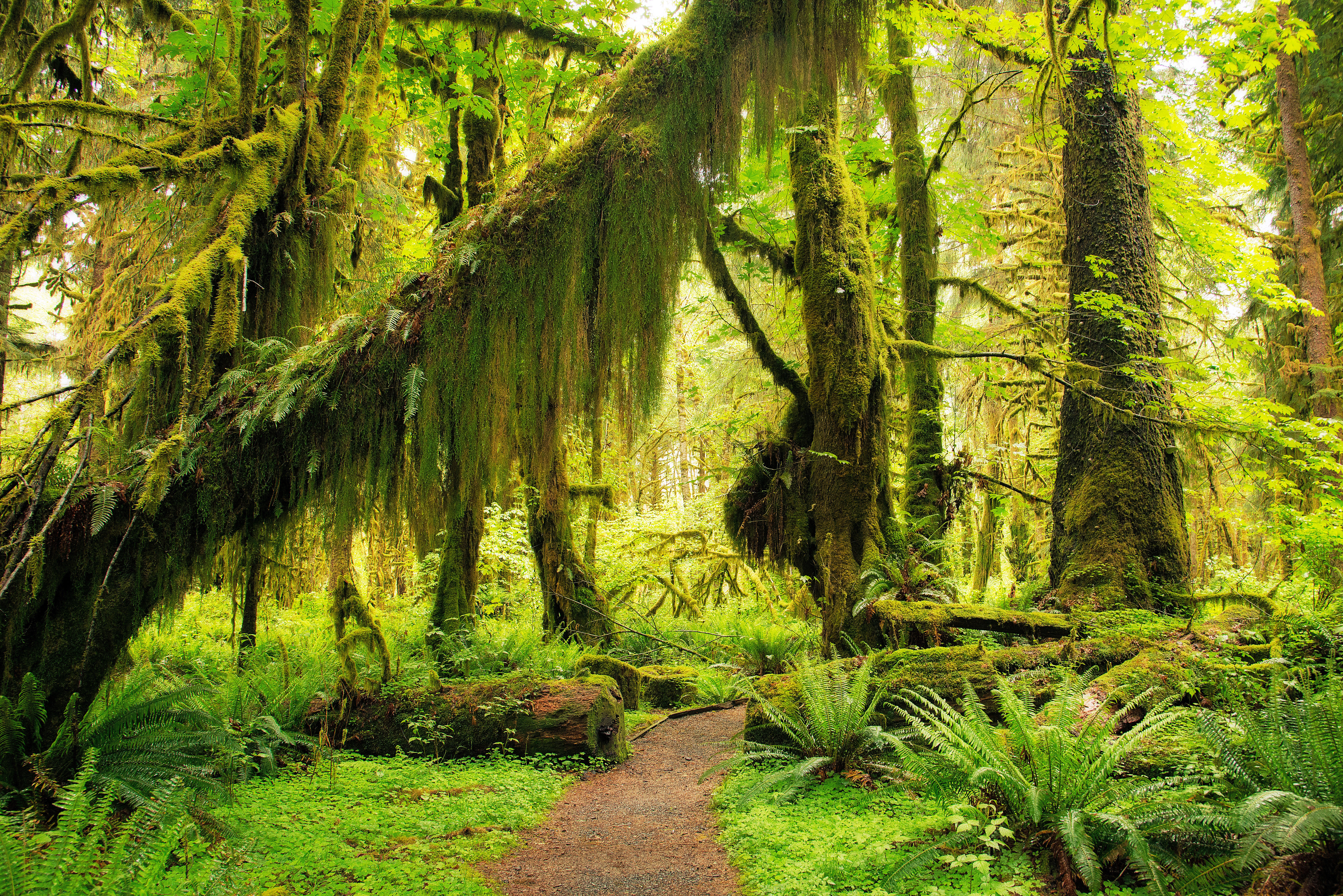 a rich spectrum of greens in Olympic National Park's Hoh Rain Forest.