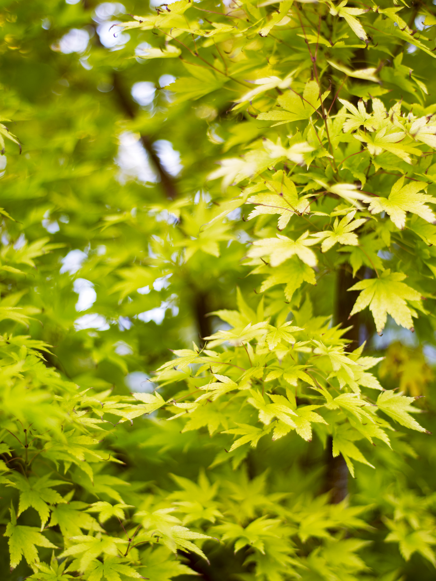 how-to-maximize-a-small-garden