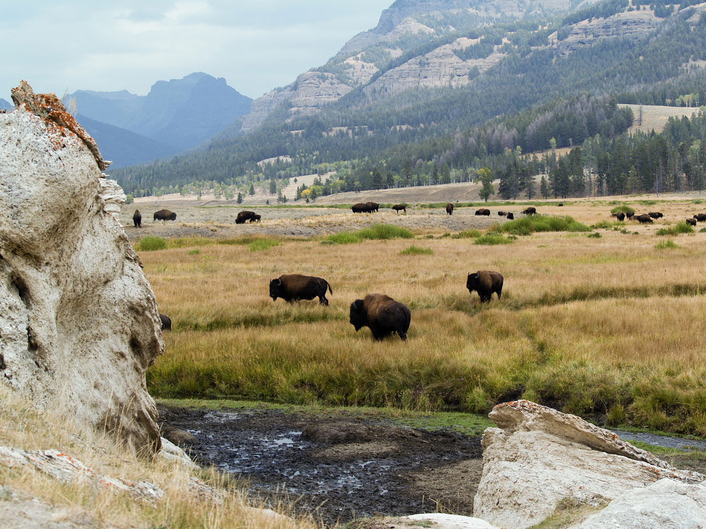 Top Wow Spots of Yellowstone