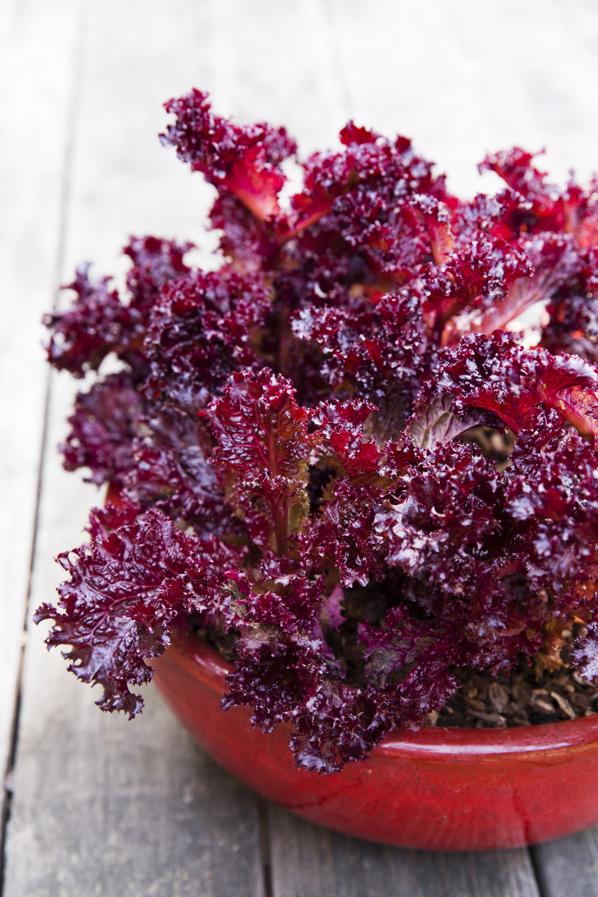 play-up-strong-colors