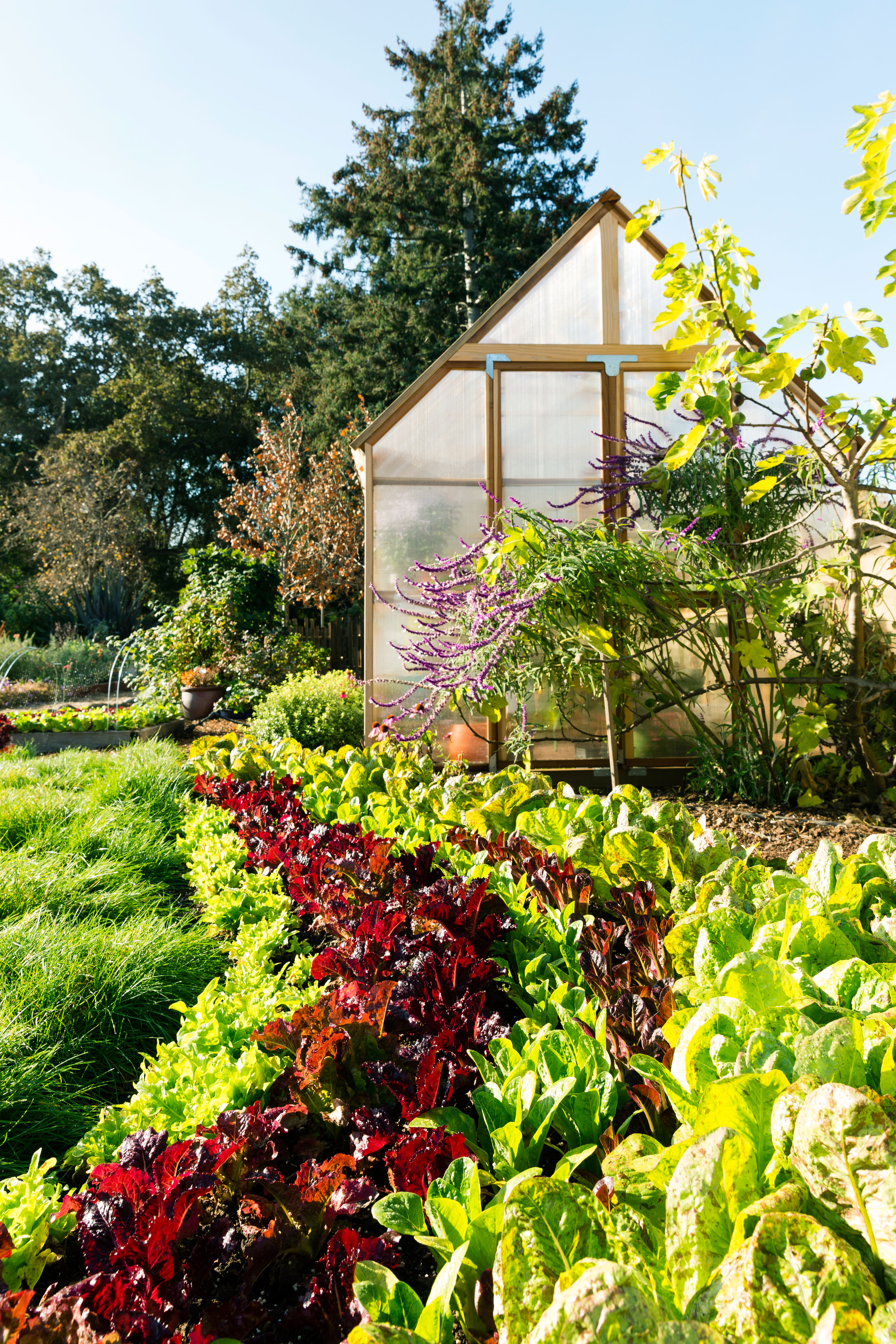 Lettuce: Growing lettuce (1015)