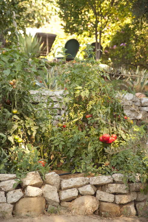 say-no-to-hand-watering