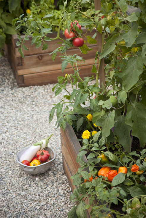 mulch-all-bare-ground