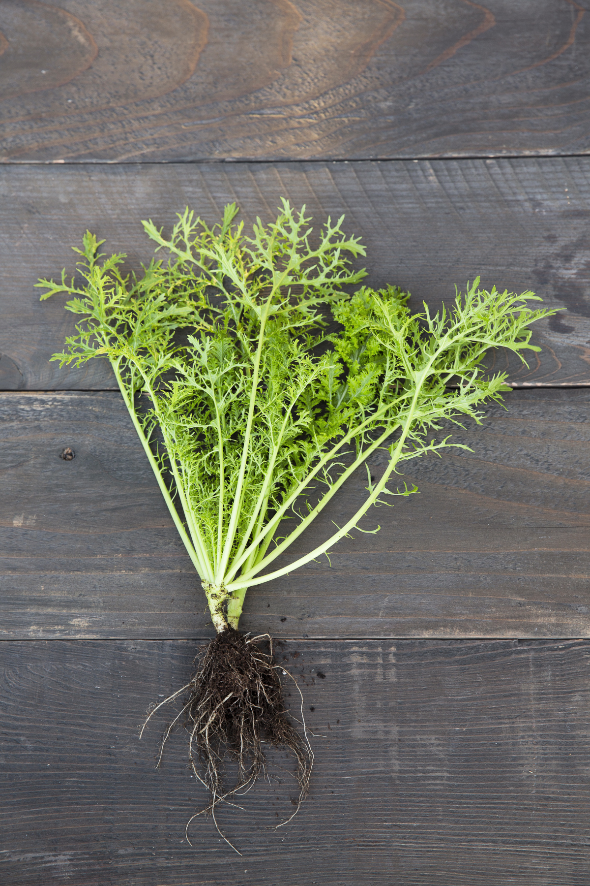 lime-streaked-mizuna