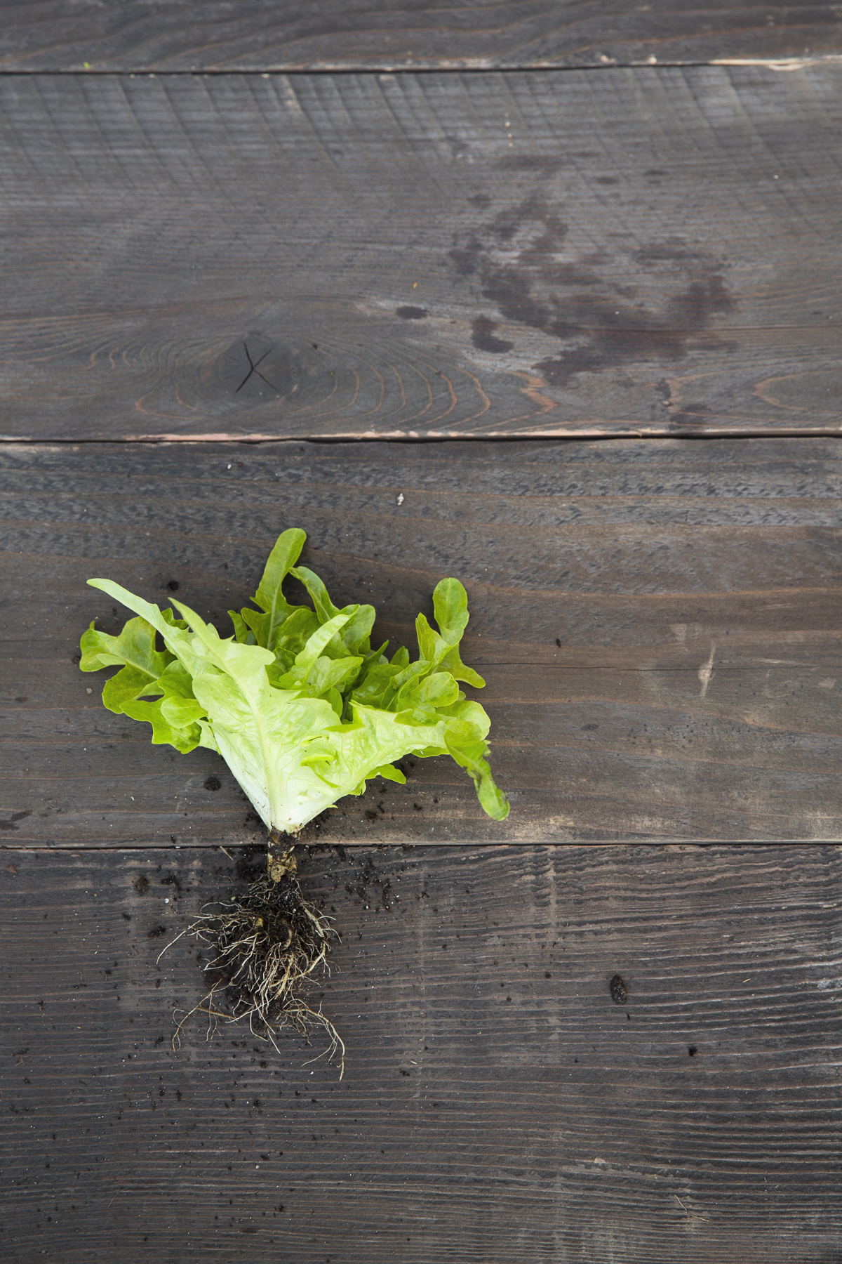 lingua-di-canarino-lettuce