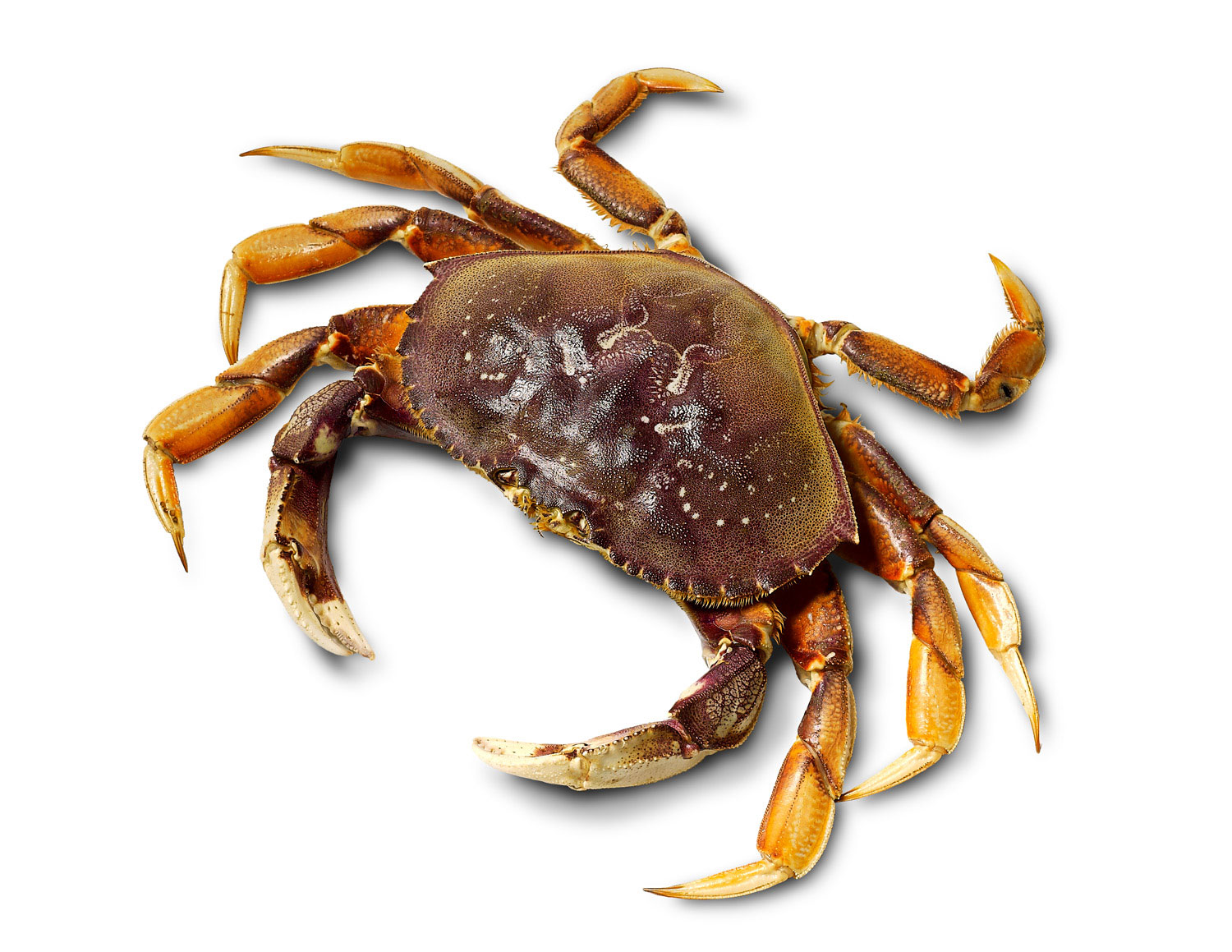 fishmongers-northern-ca-rockies