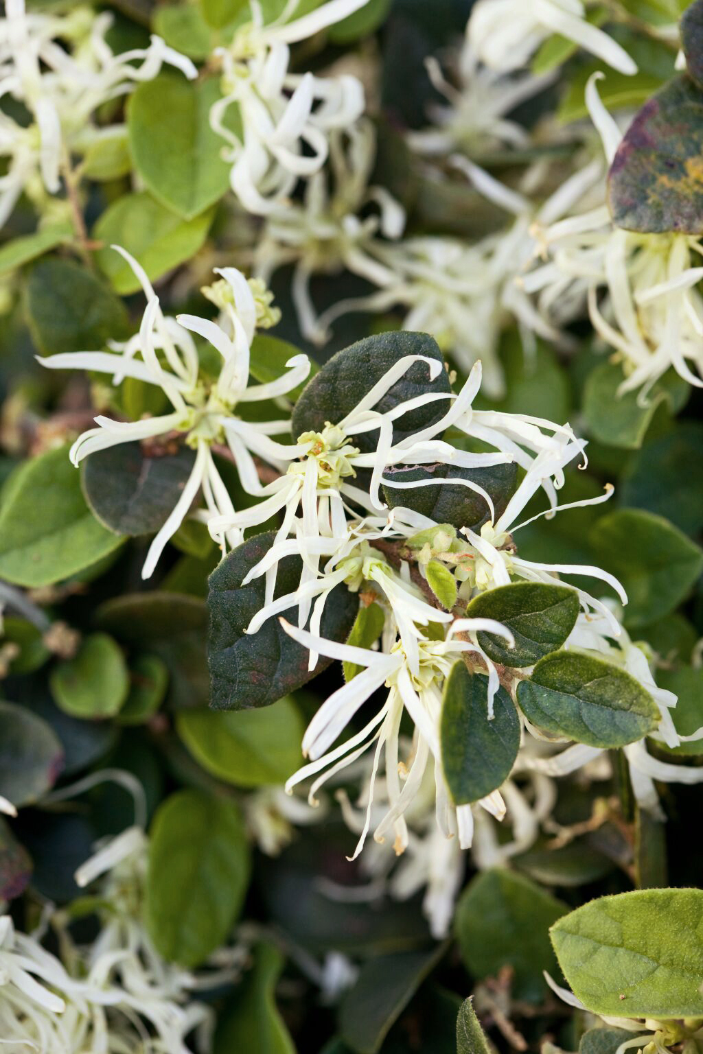 loropetalum-emerald-snow