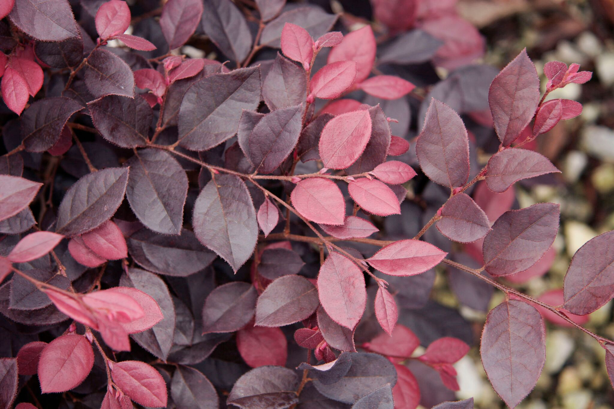 loropetalum-purple-diamond