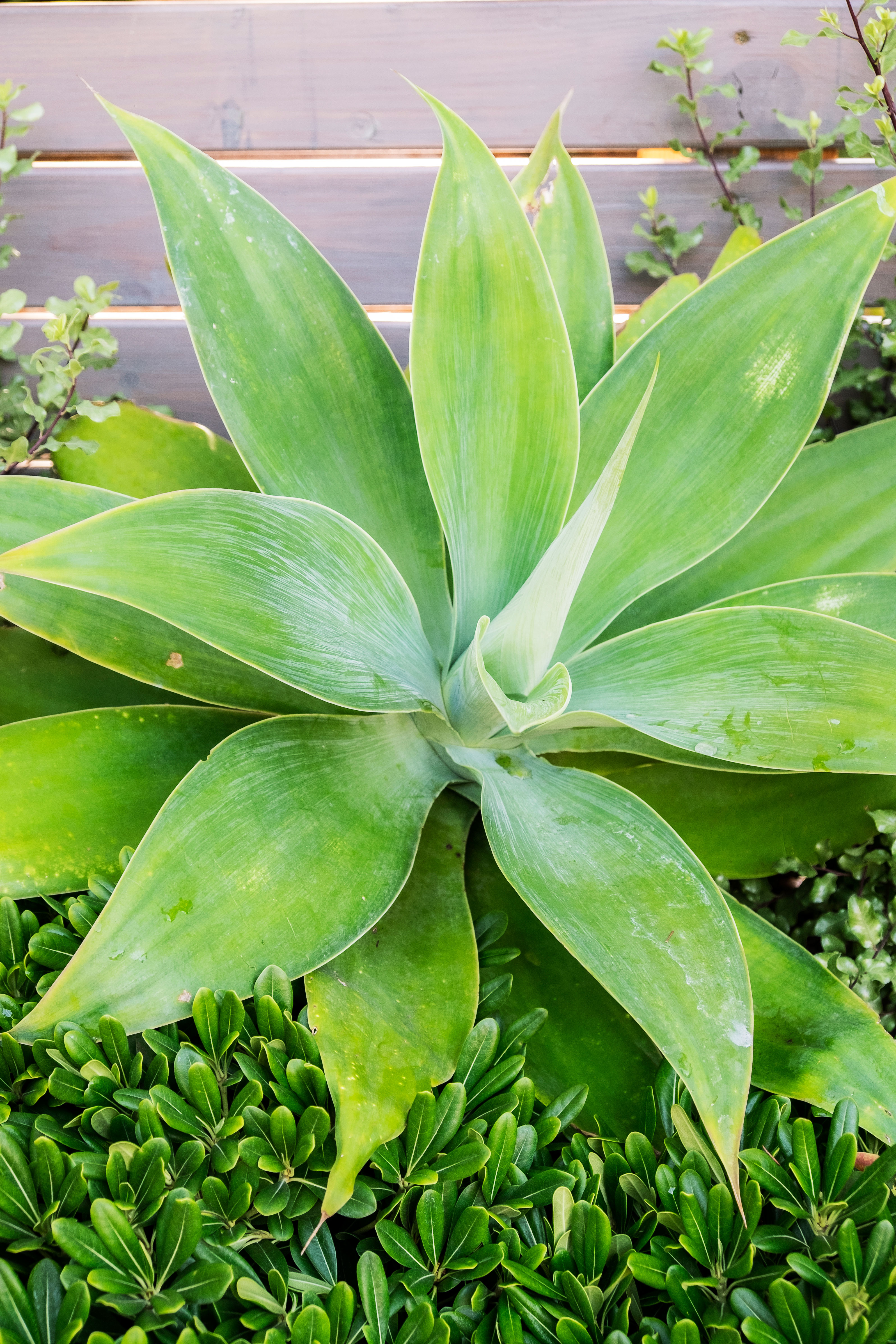 use-larger-succulents-as-focal-points