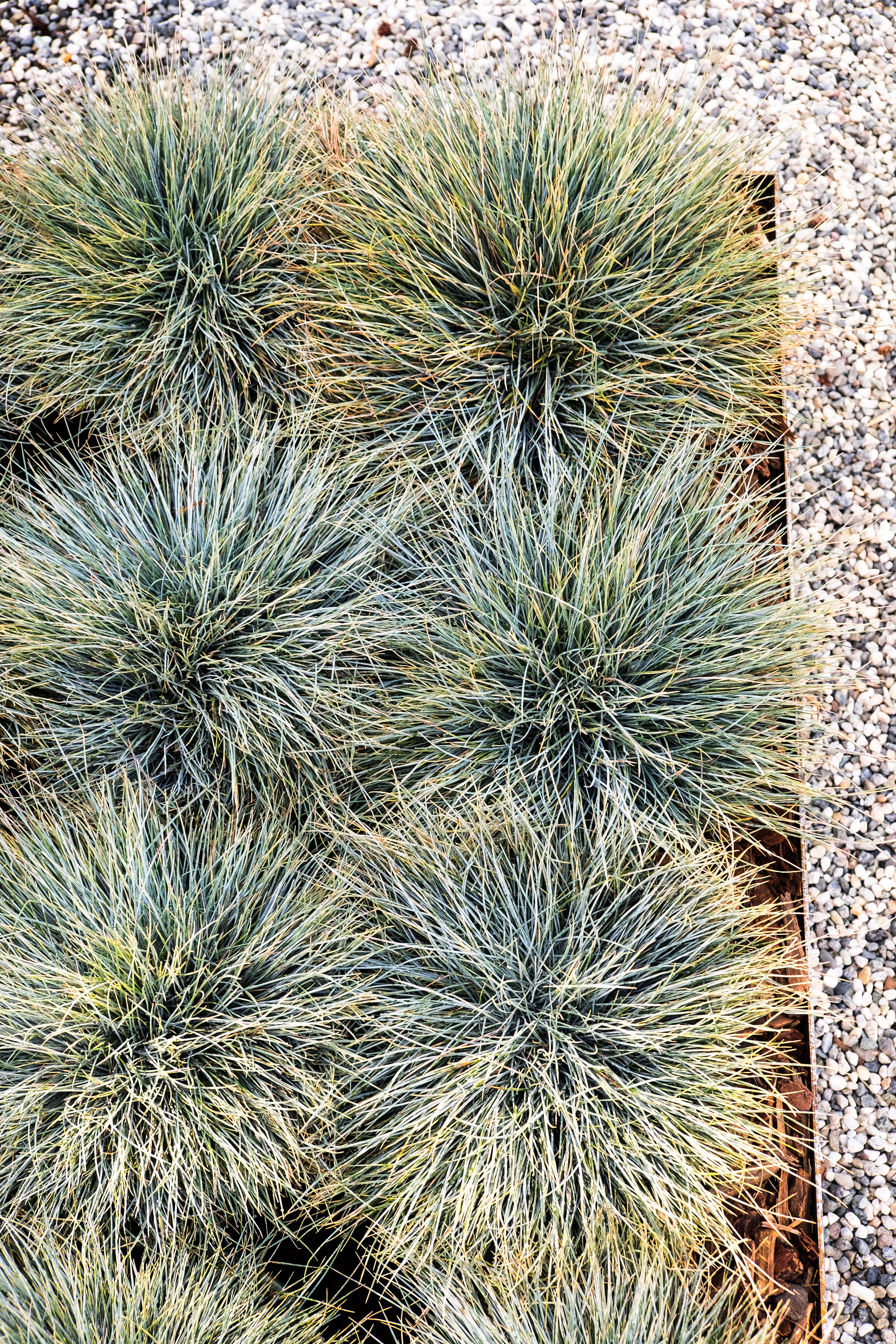 never-underestimate-old-staples