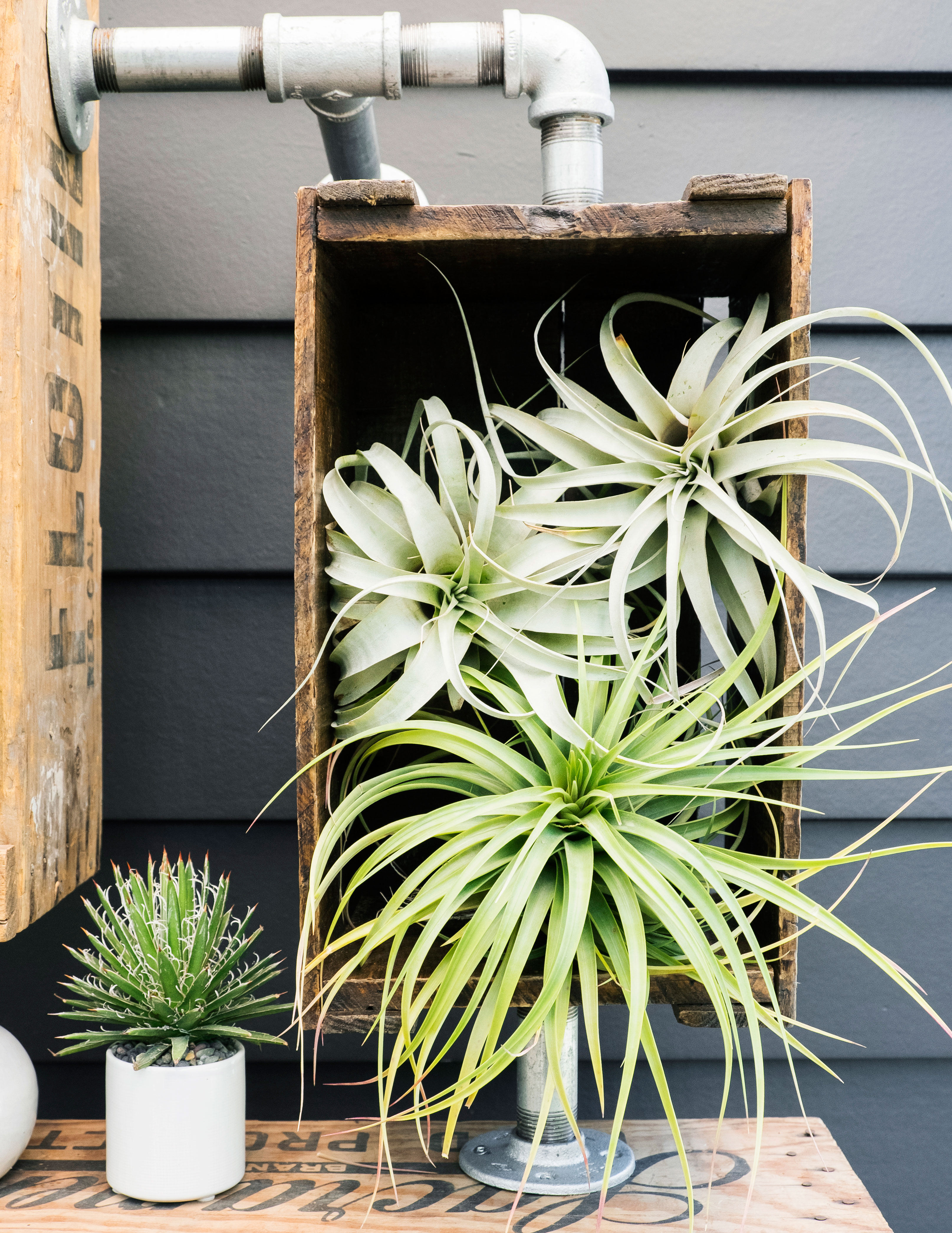 play-with-airplants