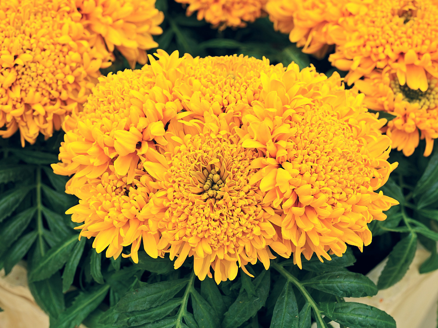 marigold