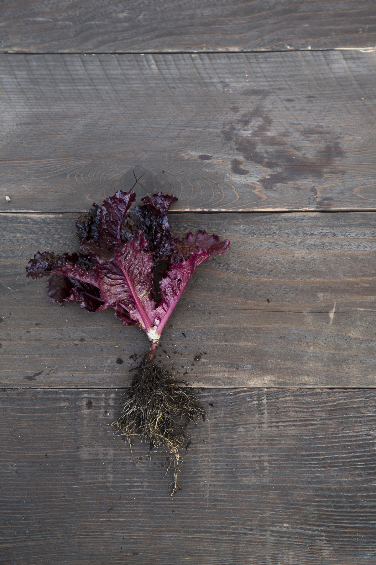 merlot-loose-leaf-lettuce
