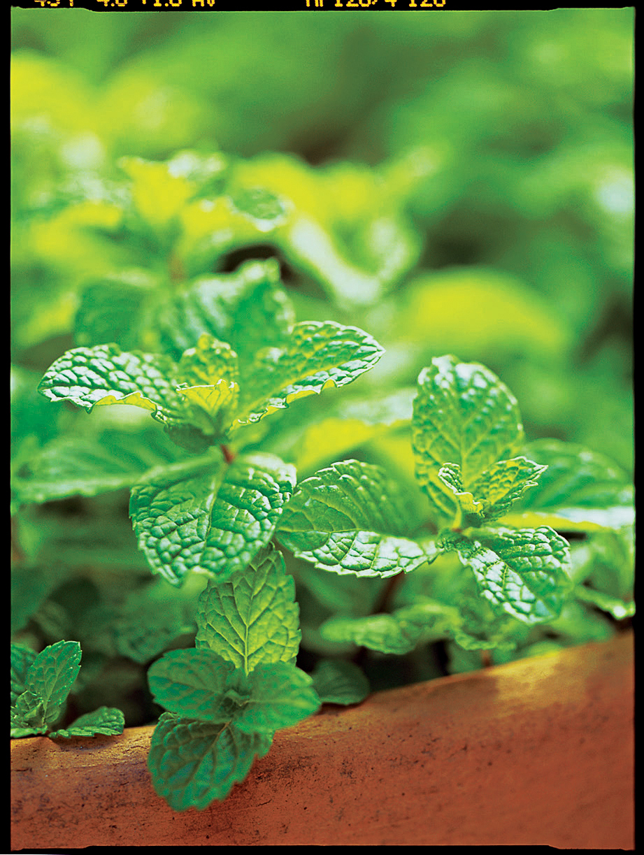 edible-border-plants-mint