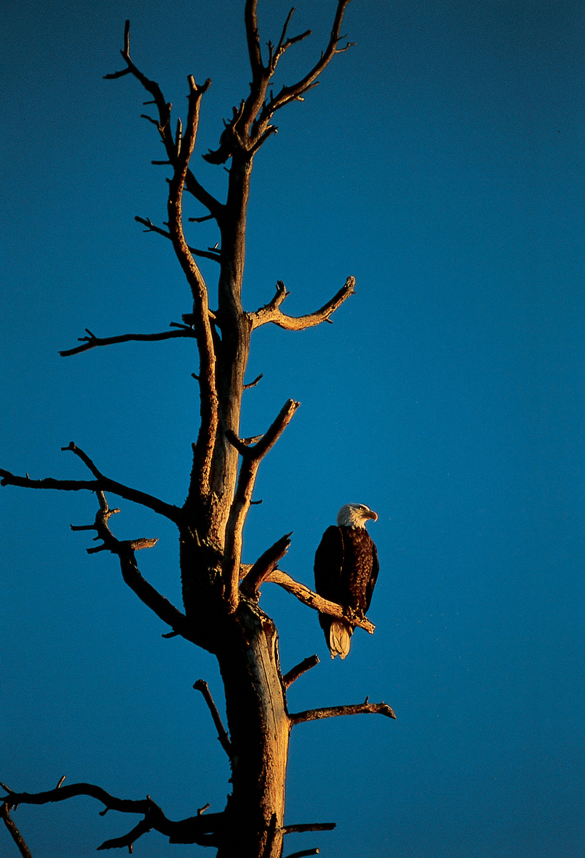 bald-eagles-are-back