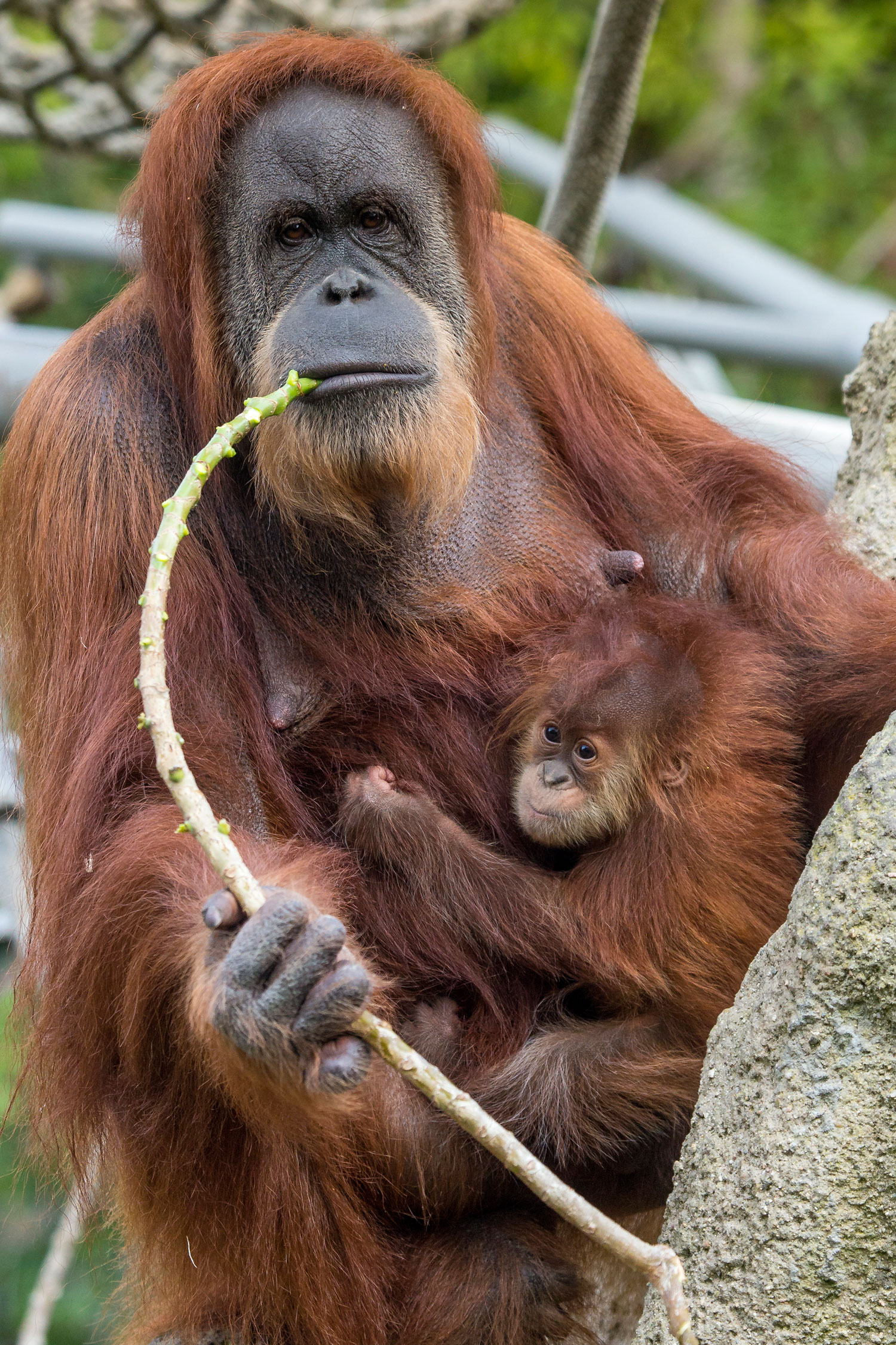 the-zoos-greatest-hits