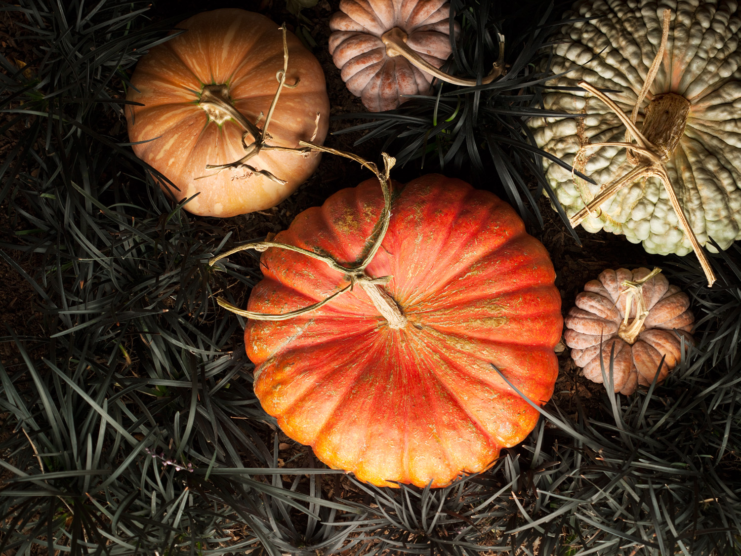 5 Unusual Pumpkins for Fall Decorating