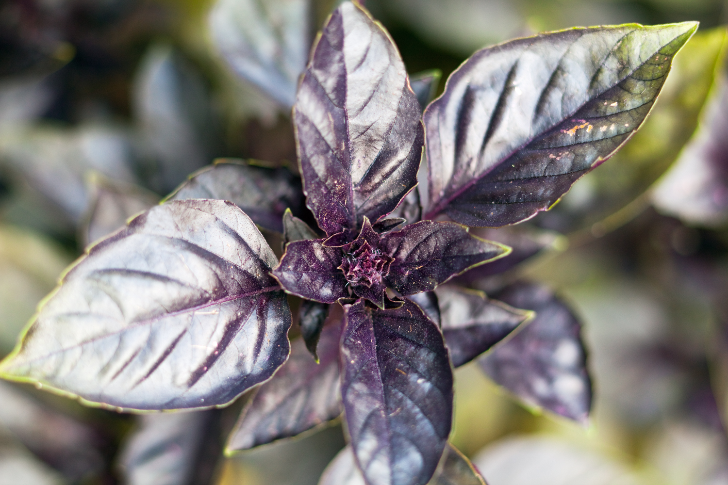 Make an Edible Garden Border Sunset Magazine